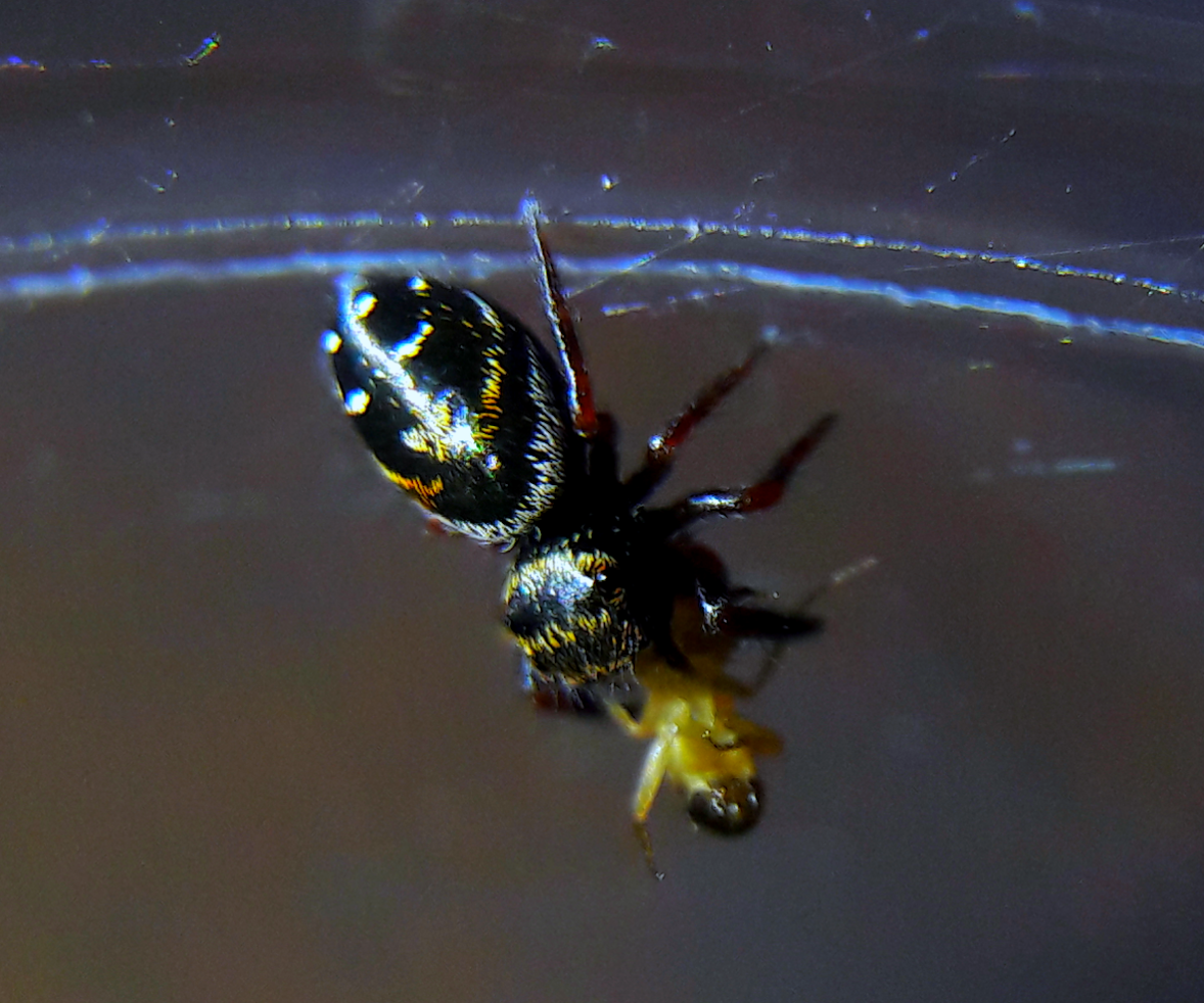 Phidippus aureus i3