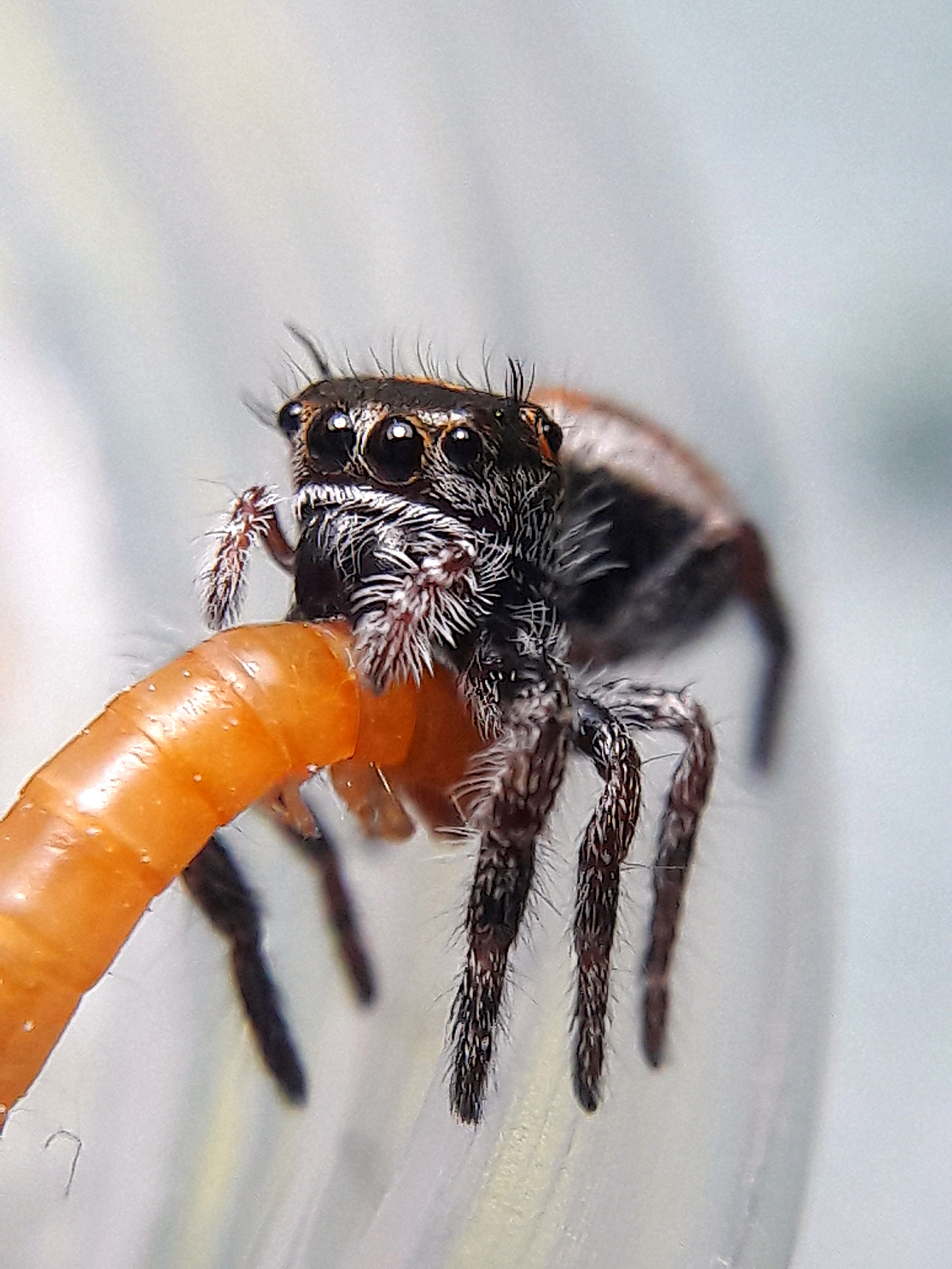 Phidippus aureus i6