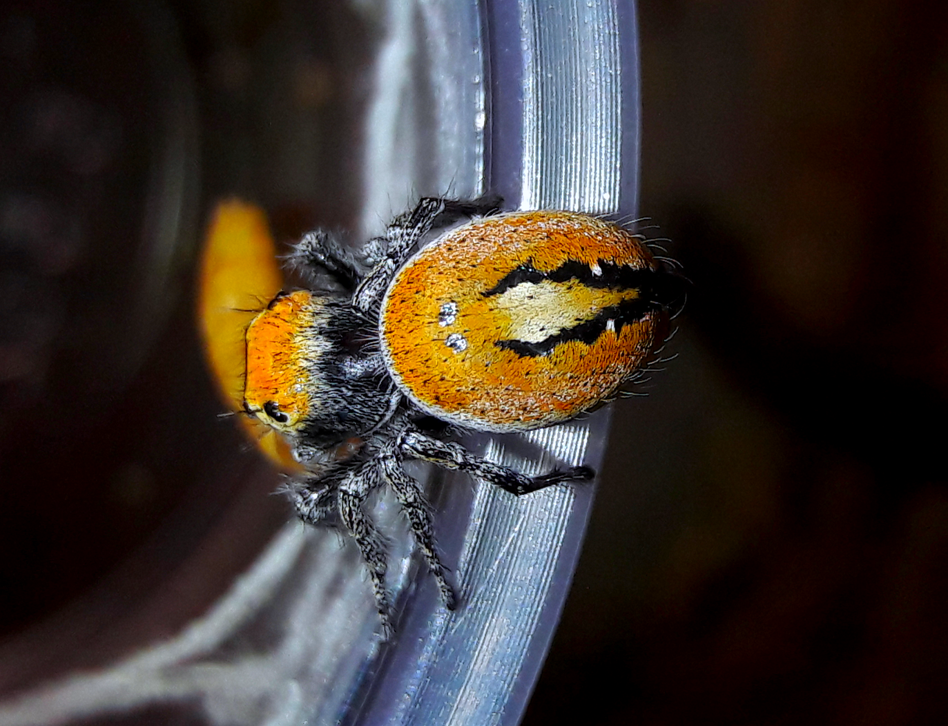 Phidippus aureus