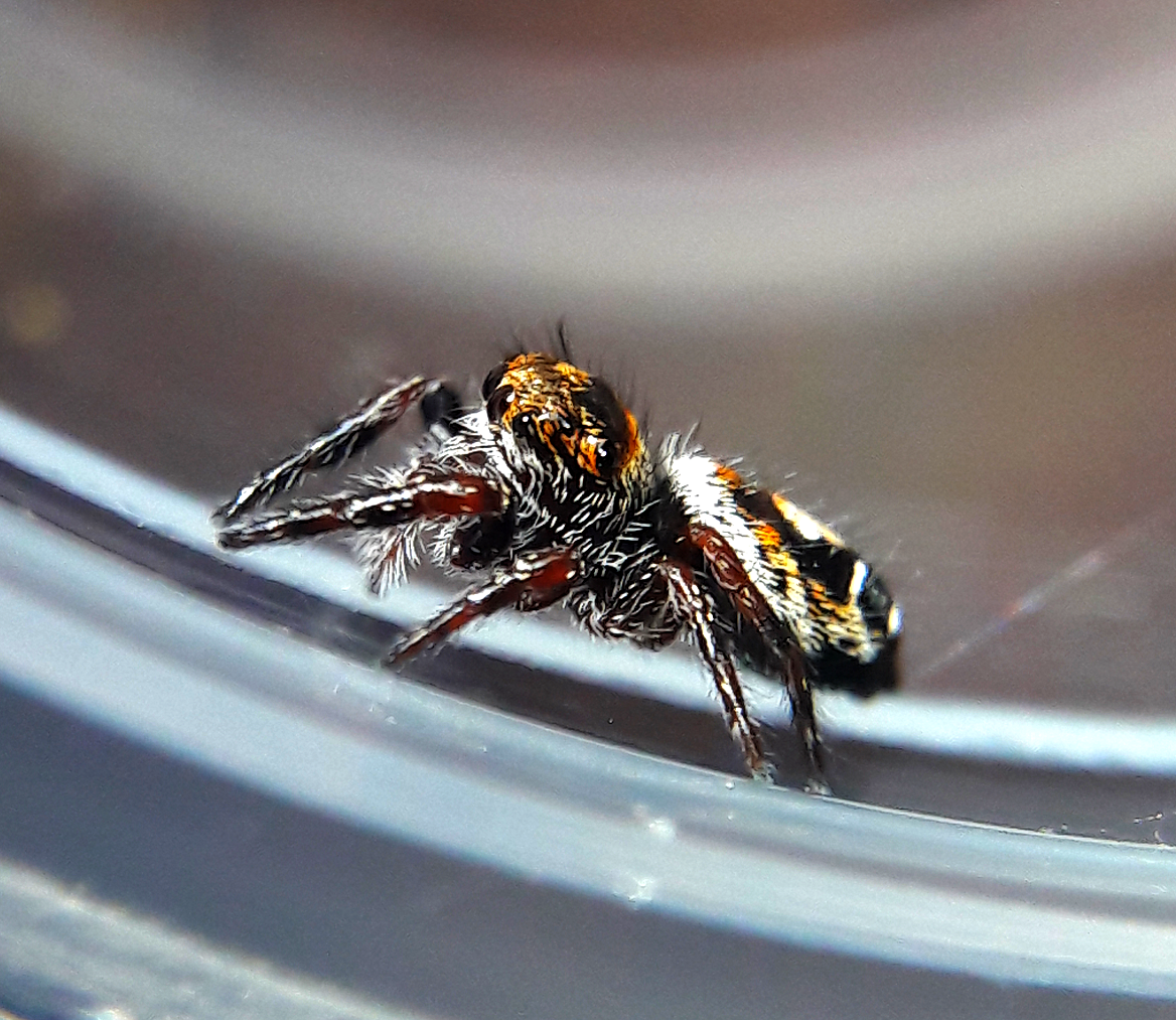 Phidippus aureus