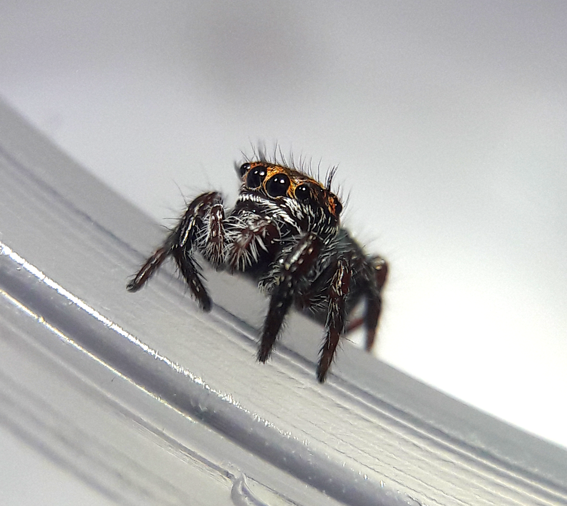 Phidippus aureus