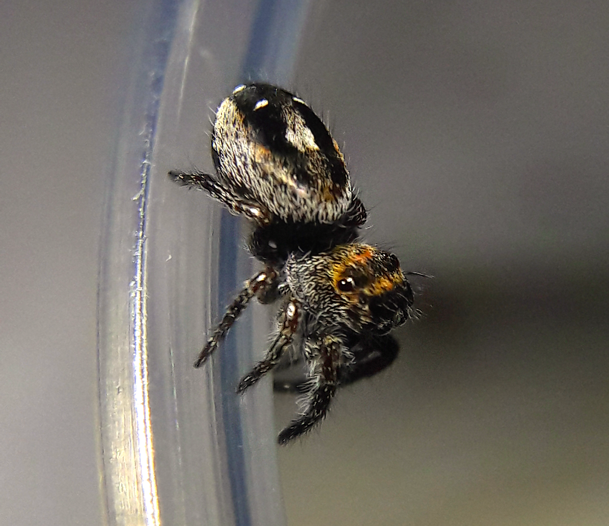Phidippus aureus