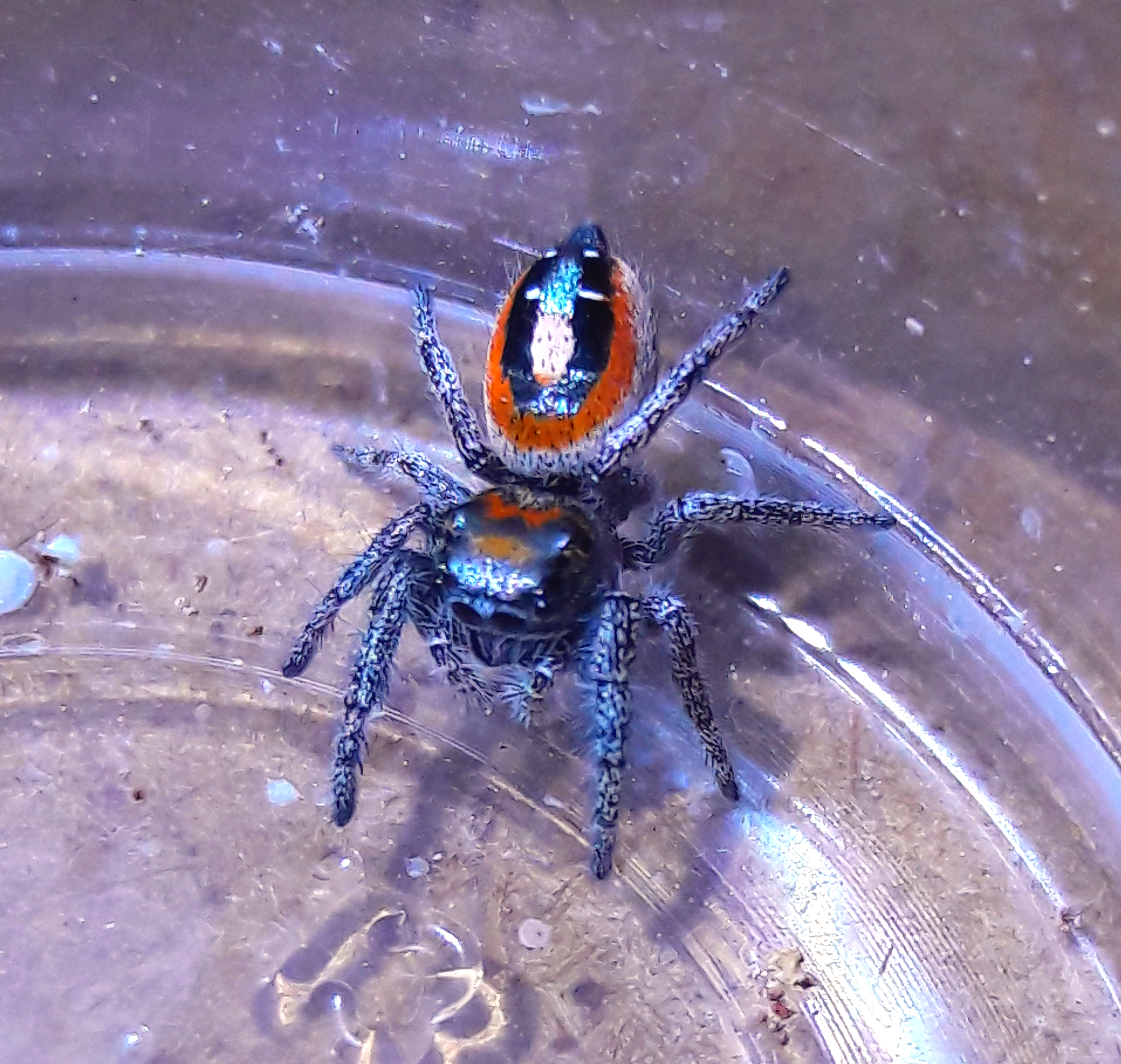 Phidippus aureus
