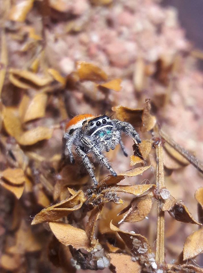 Phidippus californicus high desert morph