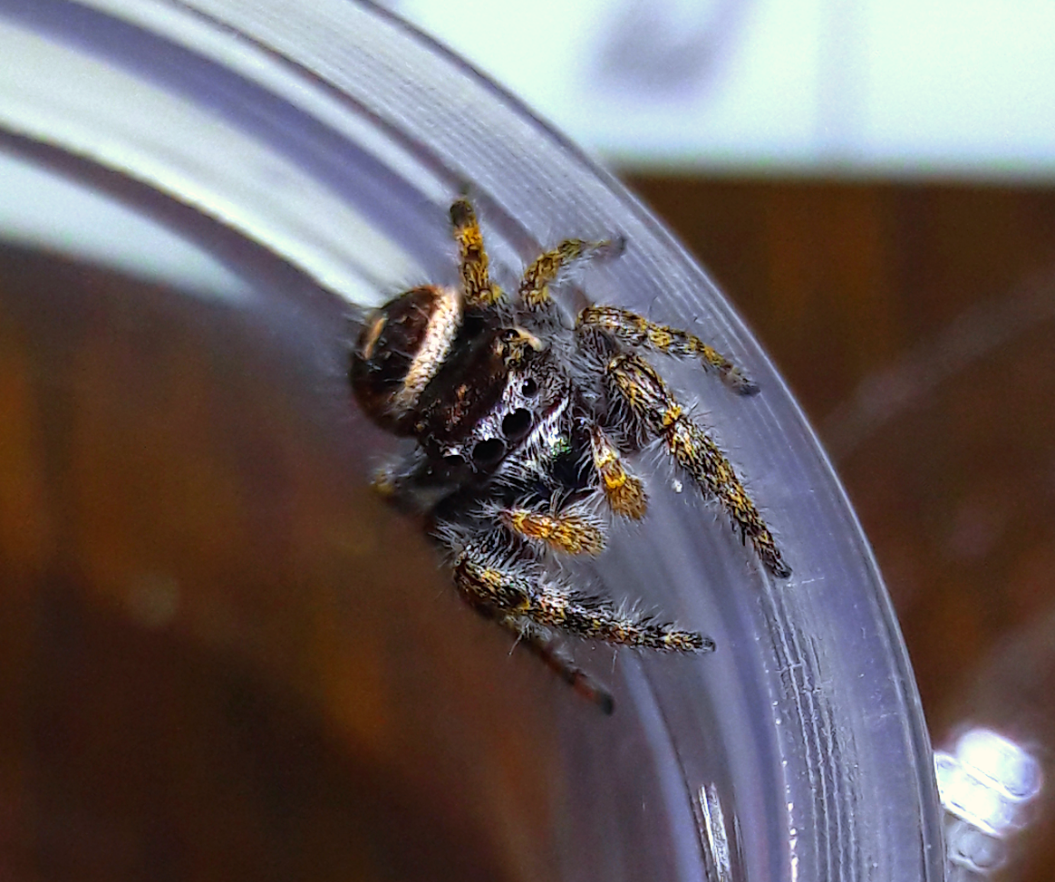 Phidippus californicus imm.