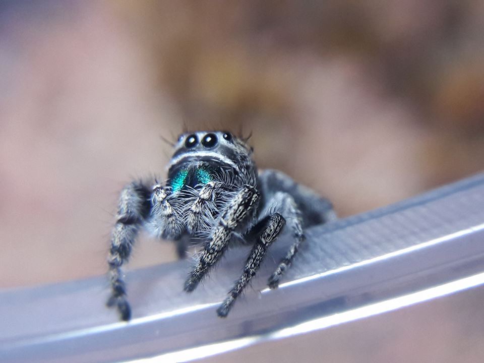 Phidippus californicus