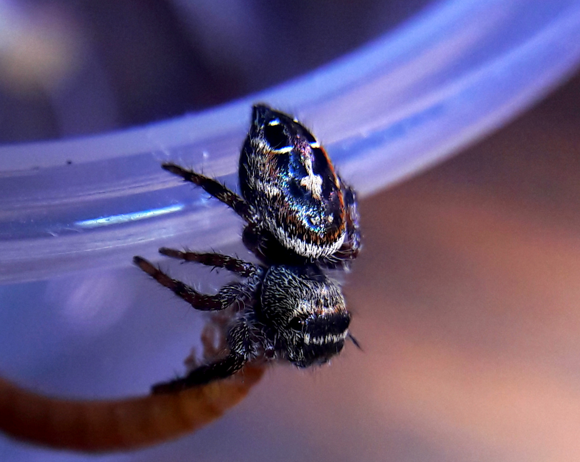 Phidippus californicus