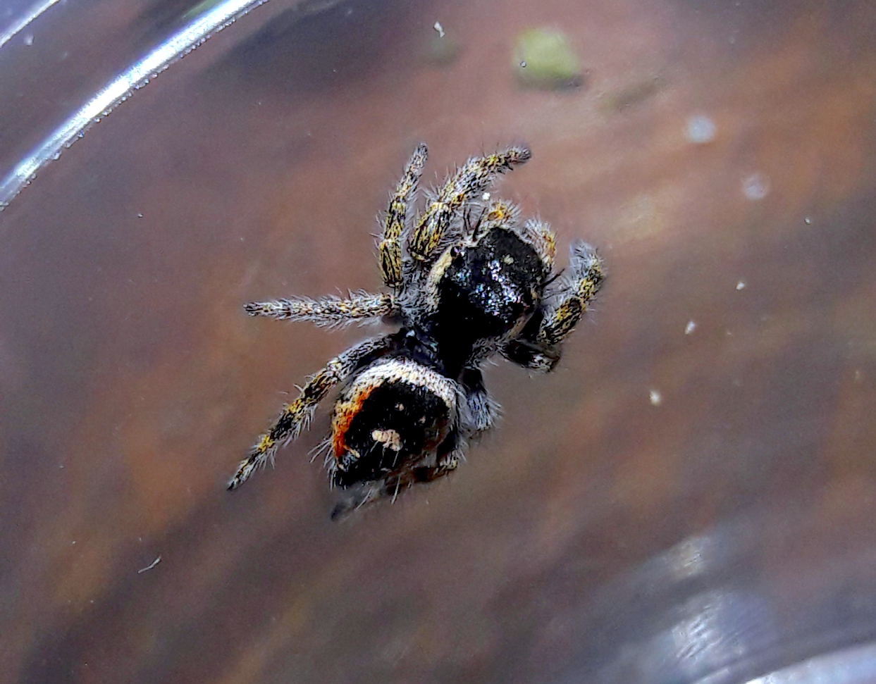 Phidippus californicus