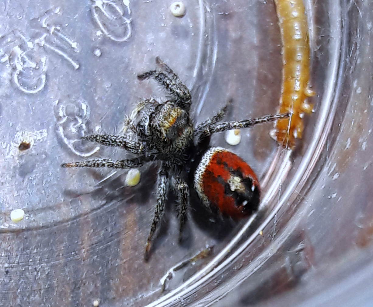 Phidippus californicus