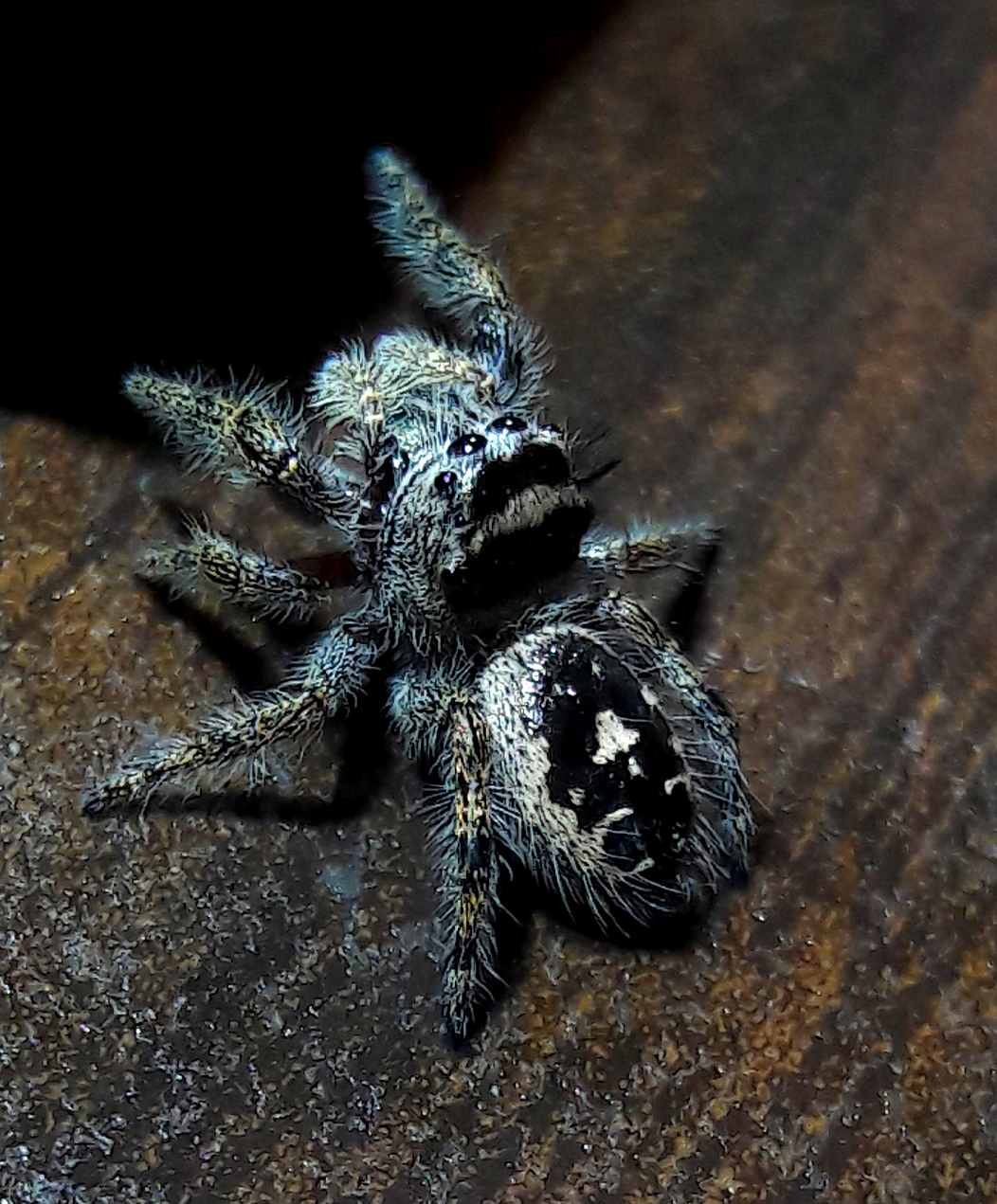 Phidippus californicus