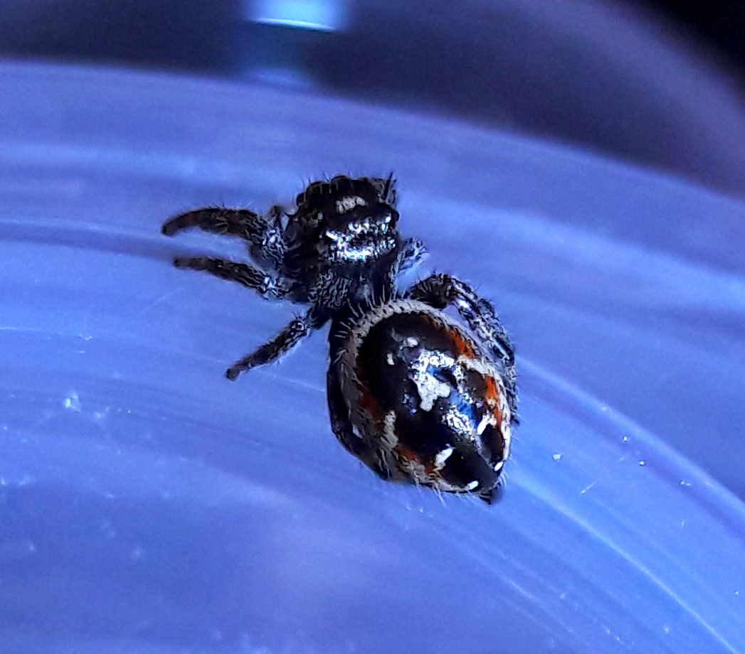 Phidippus californicus