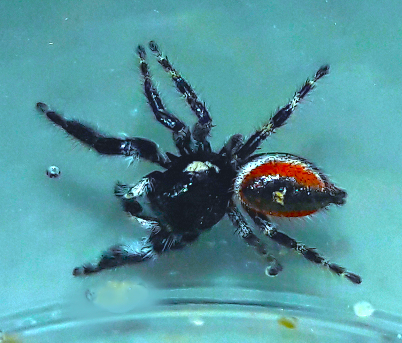 Phidippus californicus