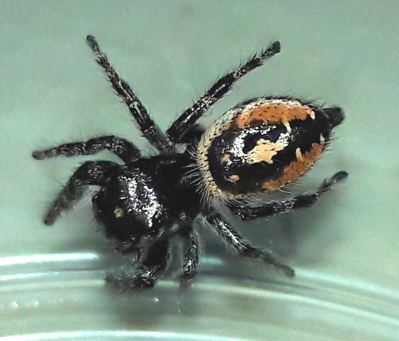 Phidippus californicus