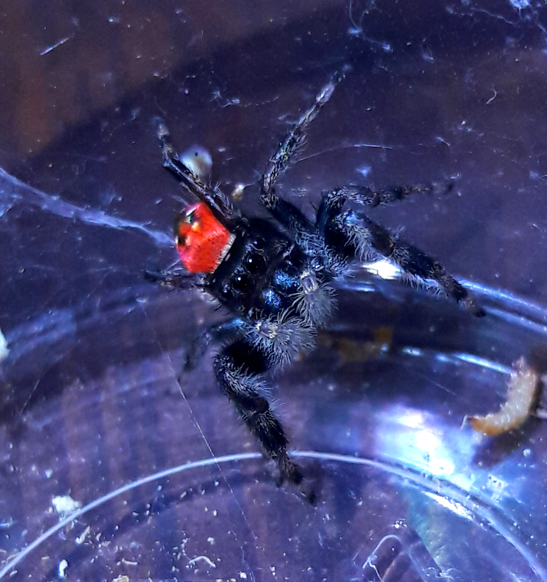 Phidippus carneus 'montivagus form'