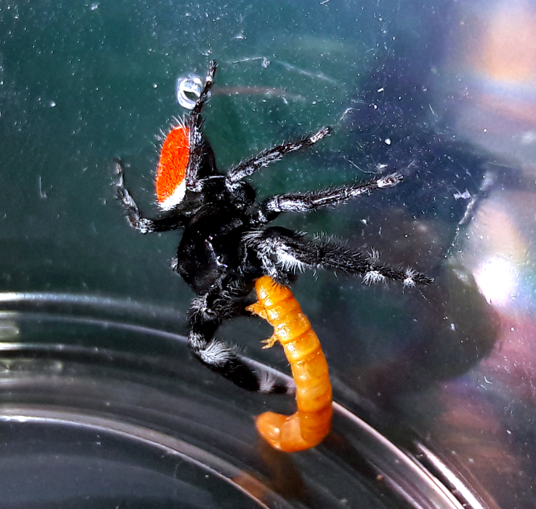 Phidippus carneus 'montivagus'