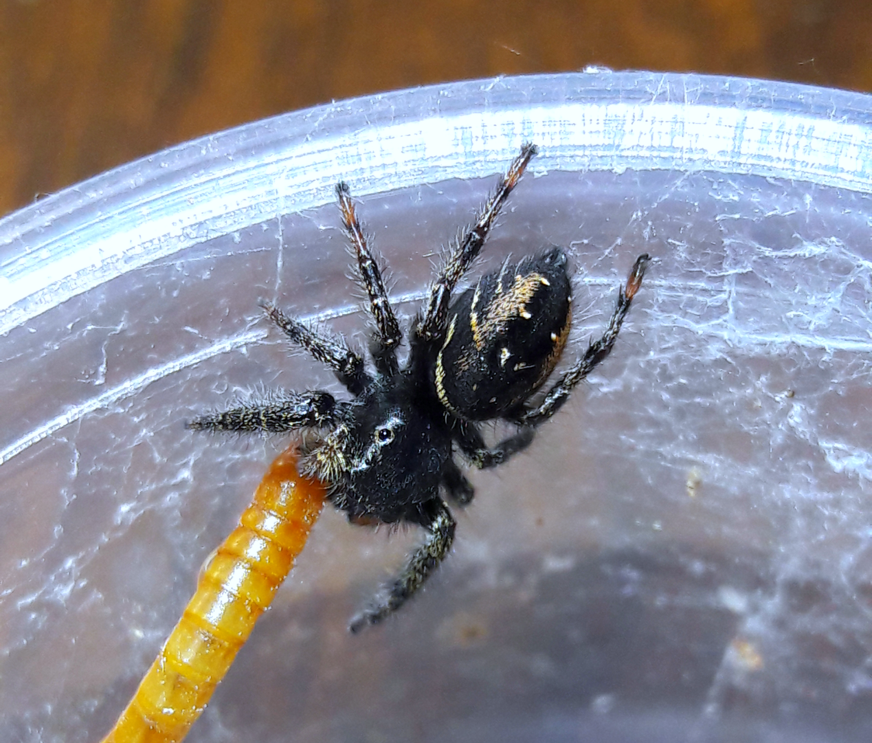 Phidippus johnsoni 'gold'