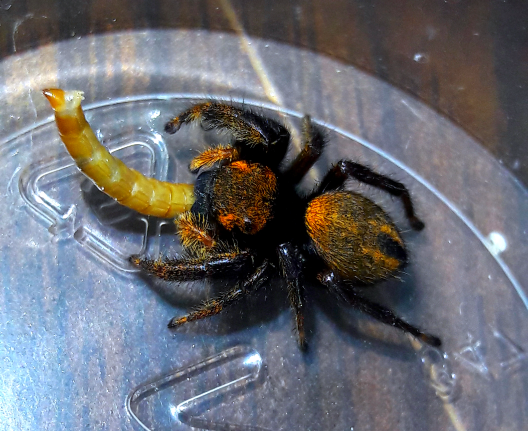 Phidippus nikites 'Headlights'