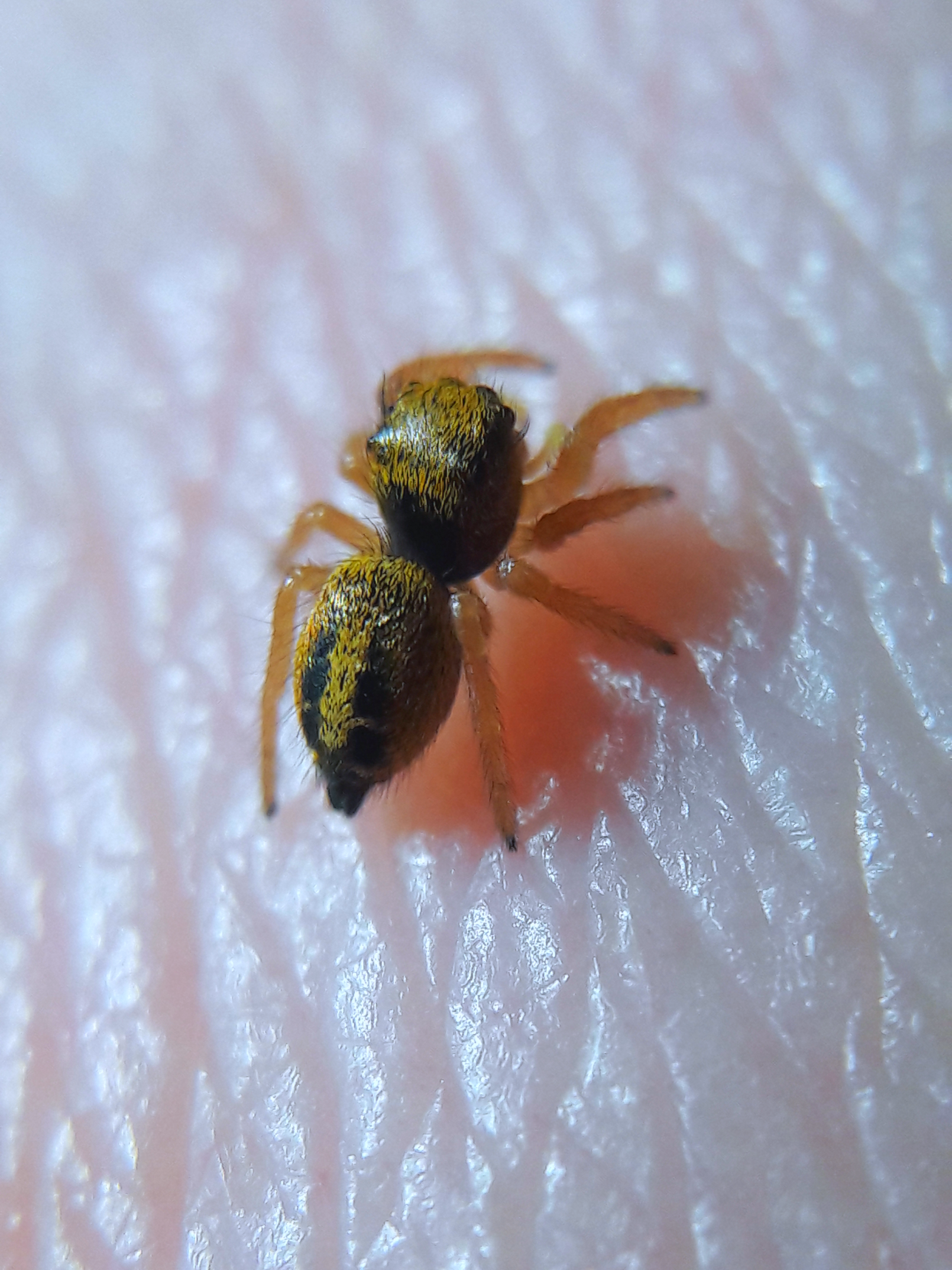 phidippus nikites instar 4