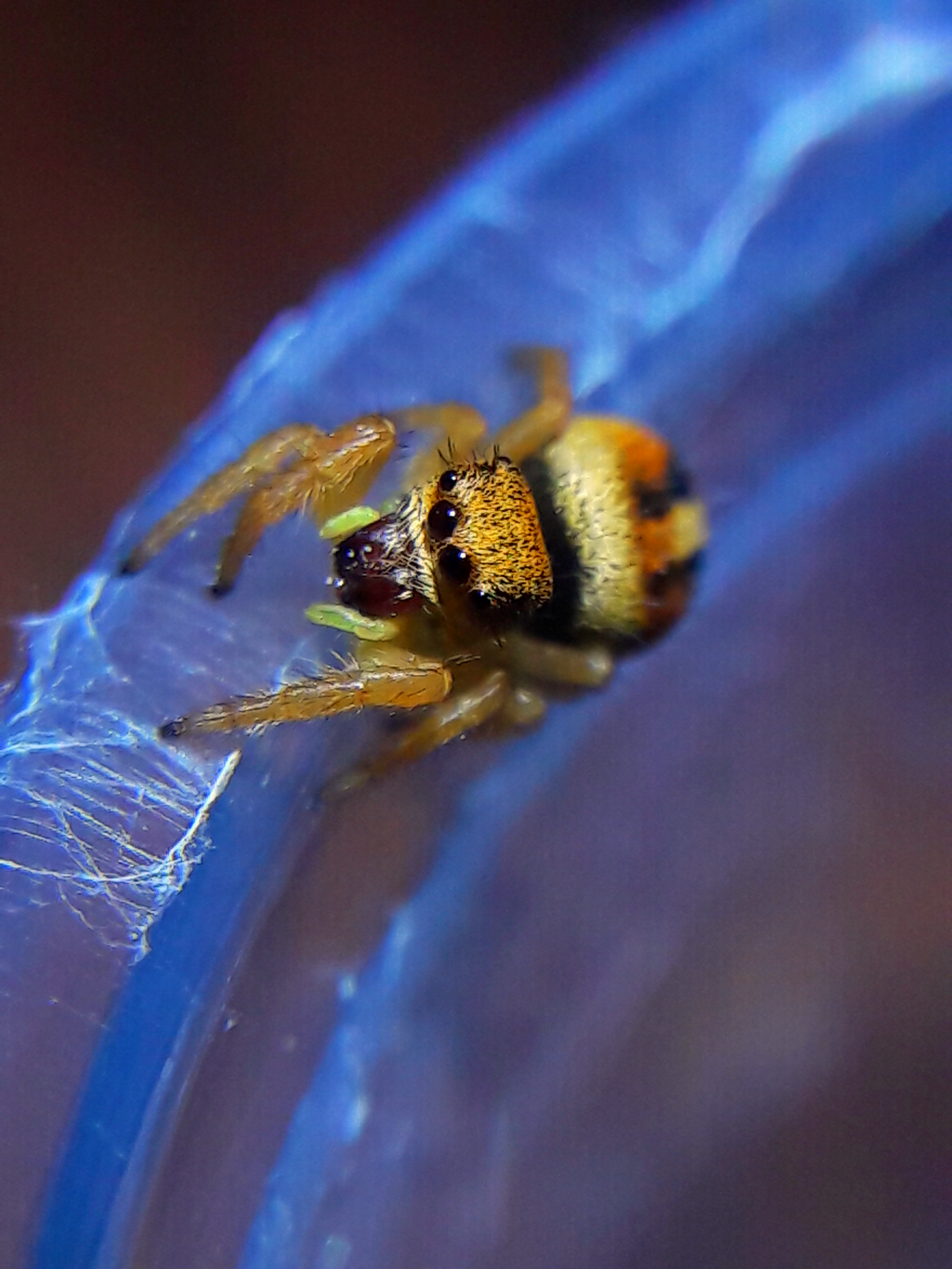 phidippus nikites instar 5