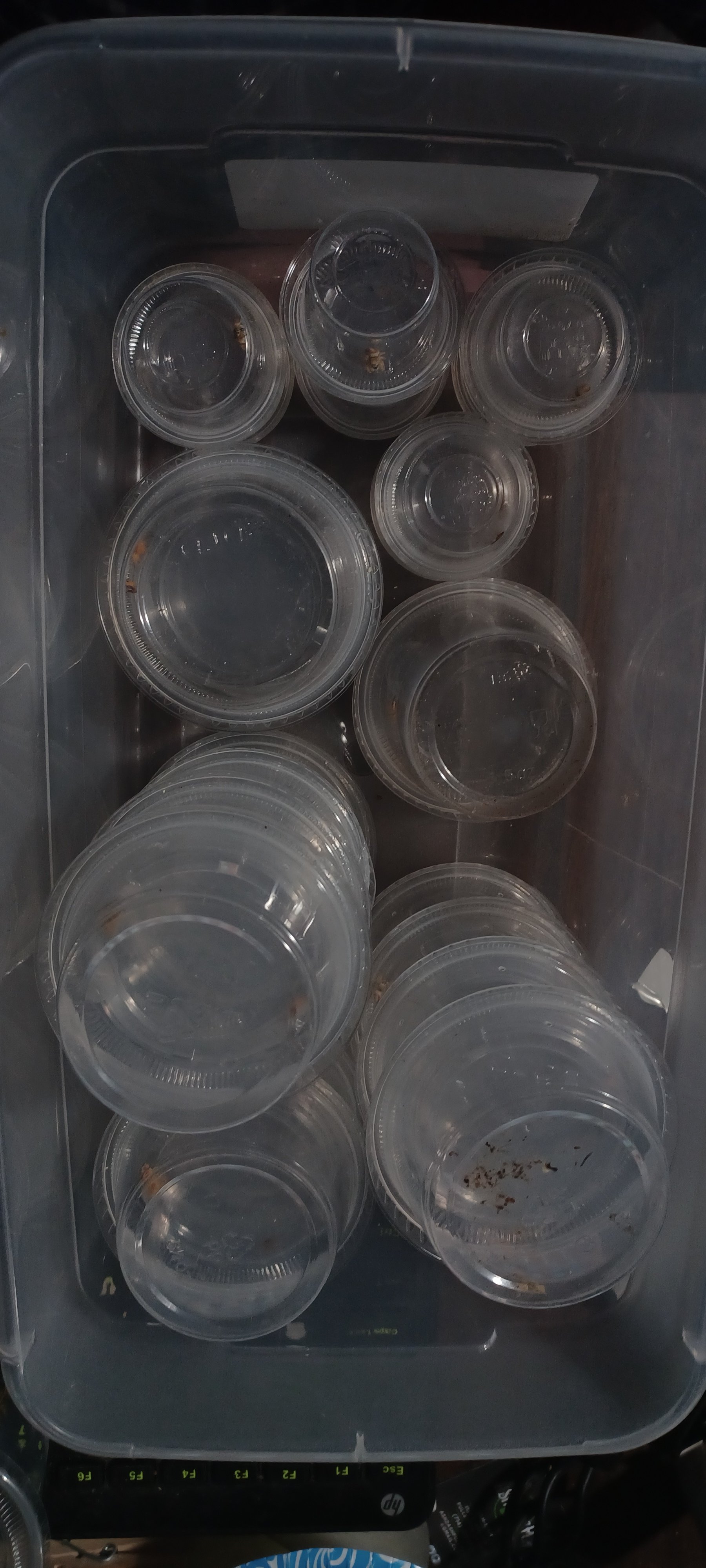 Phidippus nikites 'mojave neon'