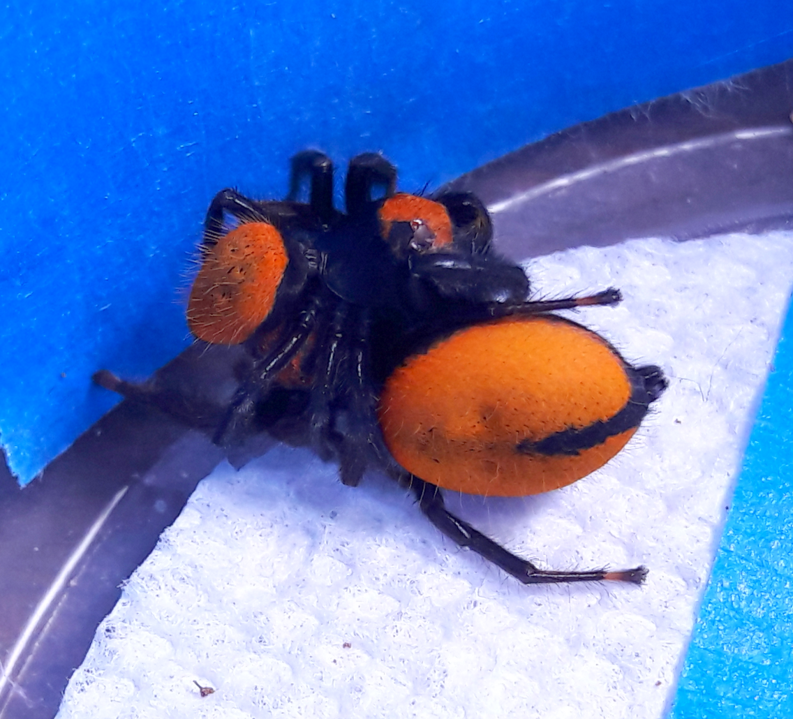 Phidippus nikites 'neon orange'