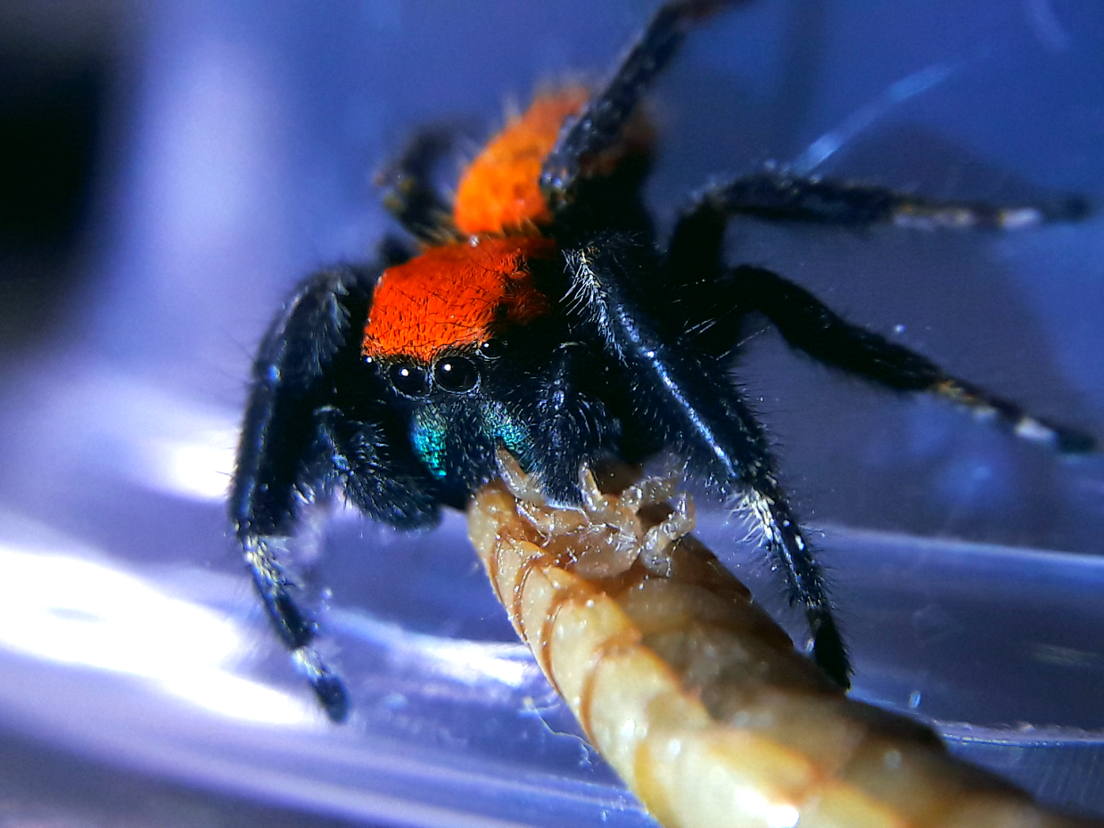 Phidippus nikites