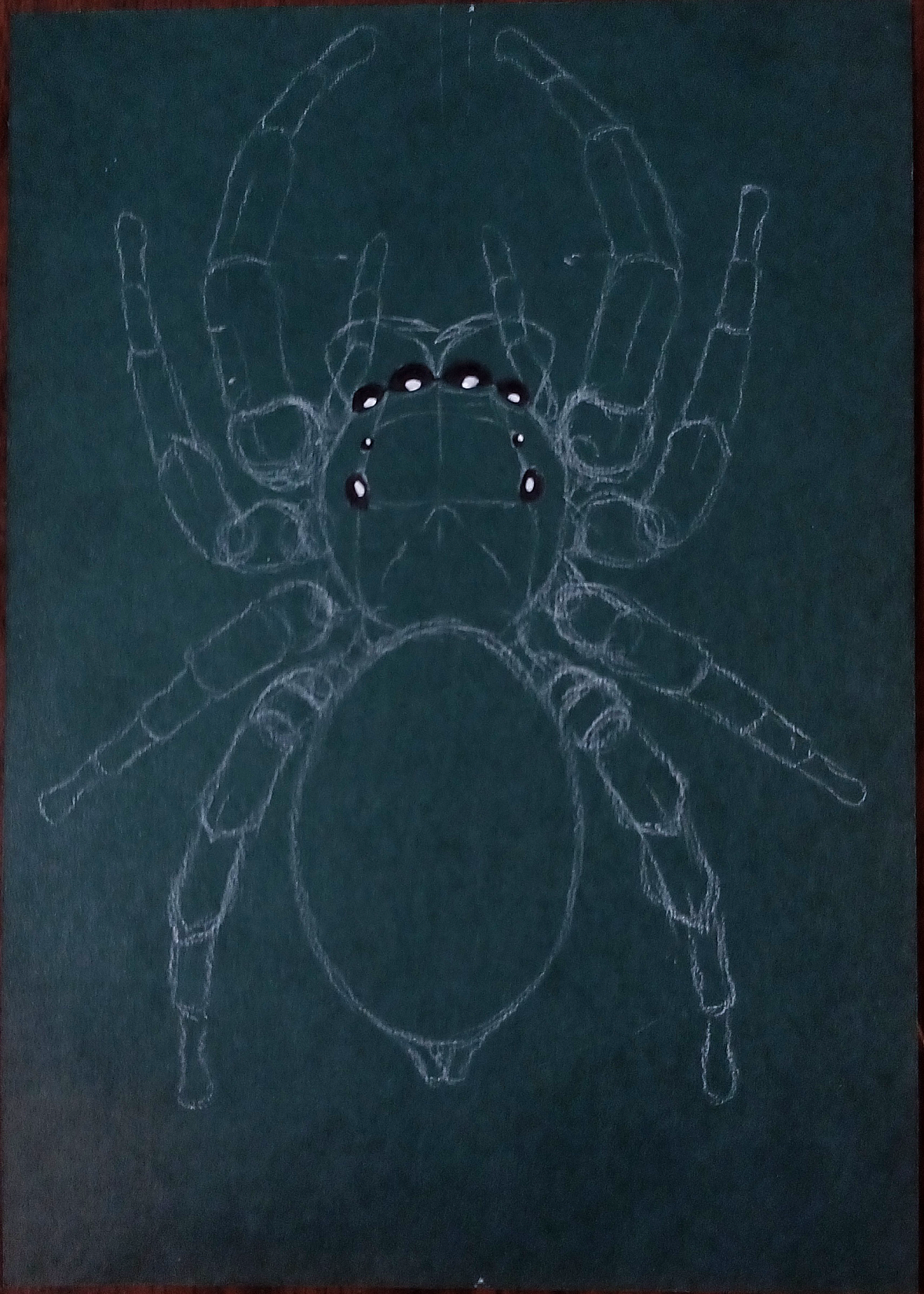 Phidippus Preliminary Pencils