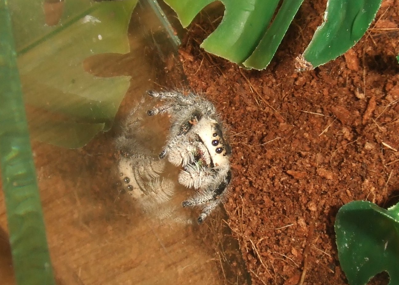 Phidippus regius - Tallahassee