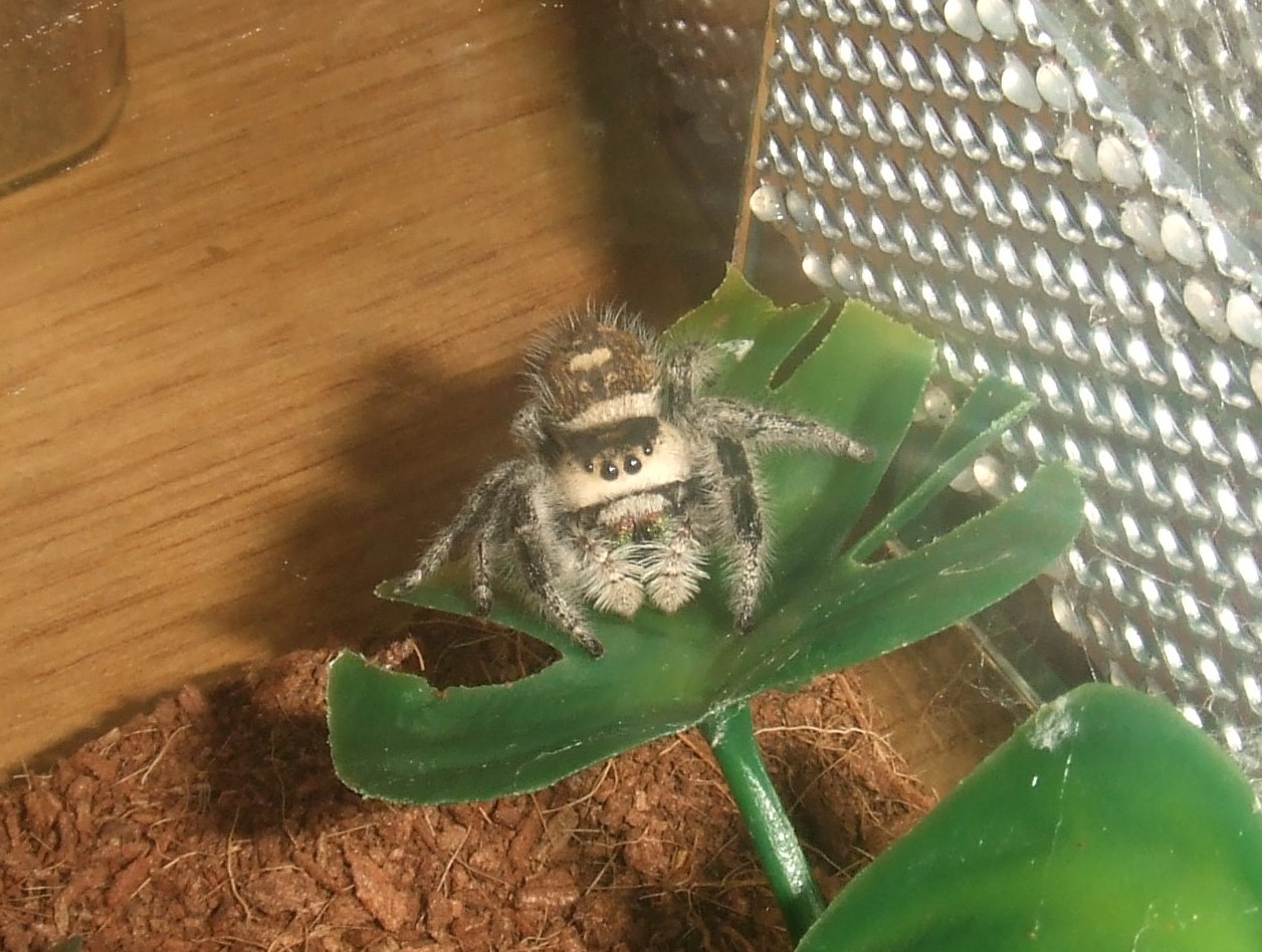 Phidippus regius - Tallahassee