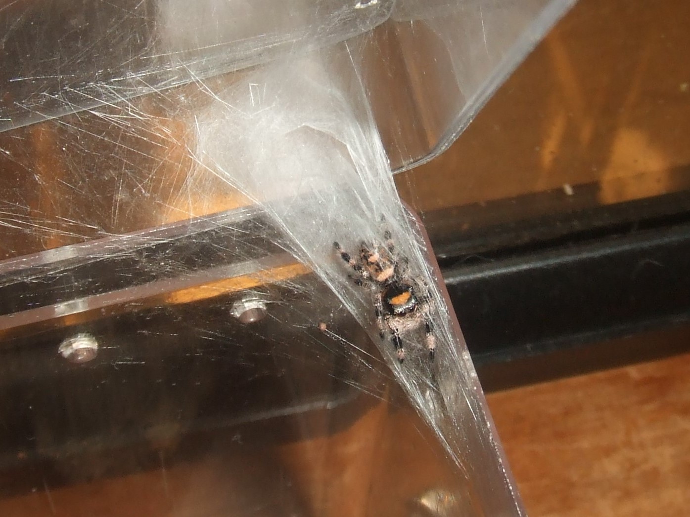 Phidippus regius - Tampa