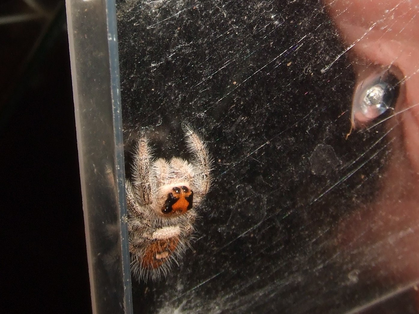Phidippus regius - Tampa