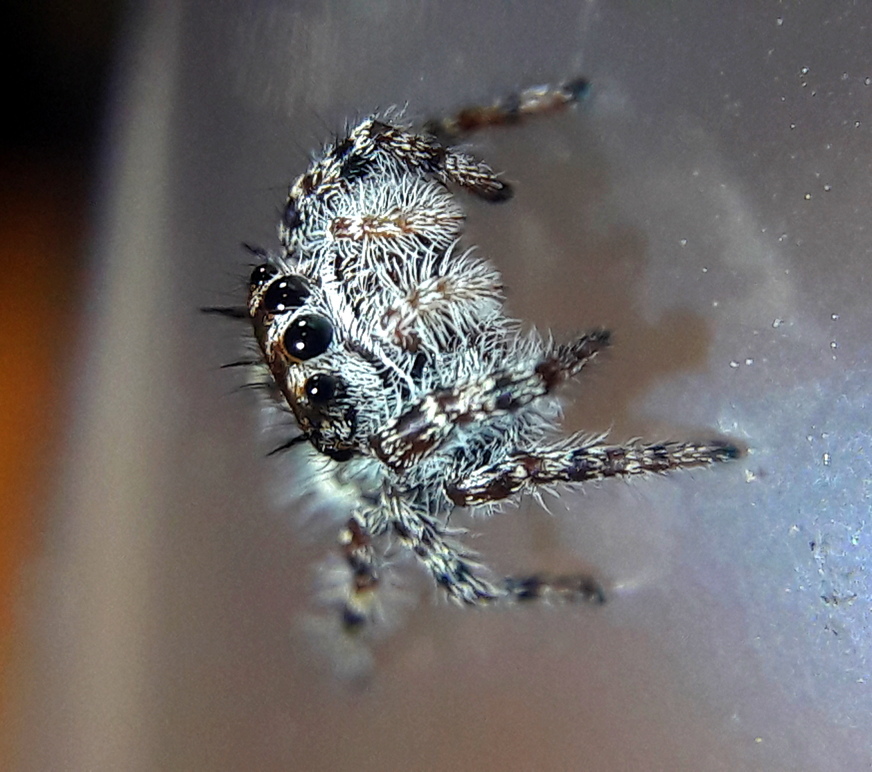 Phidippus tigris