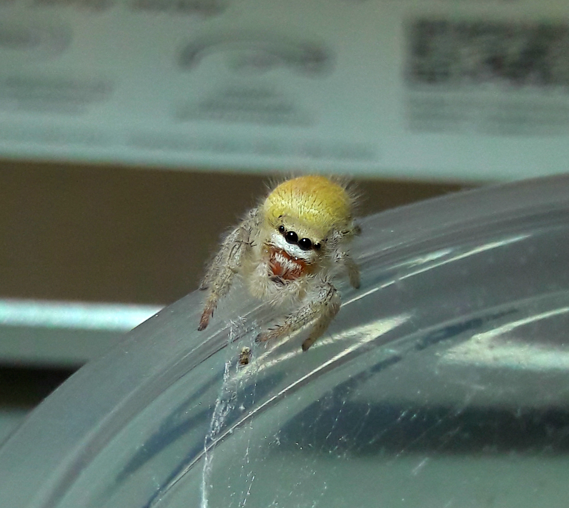 Phidippus tux penultimate male