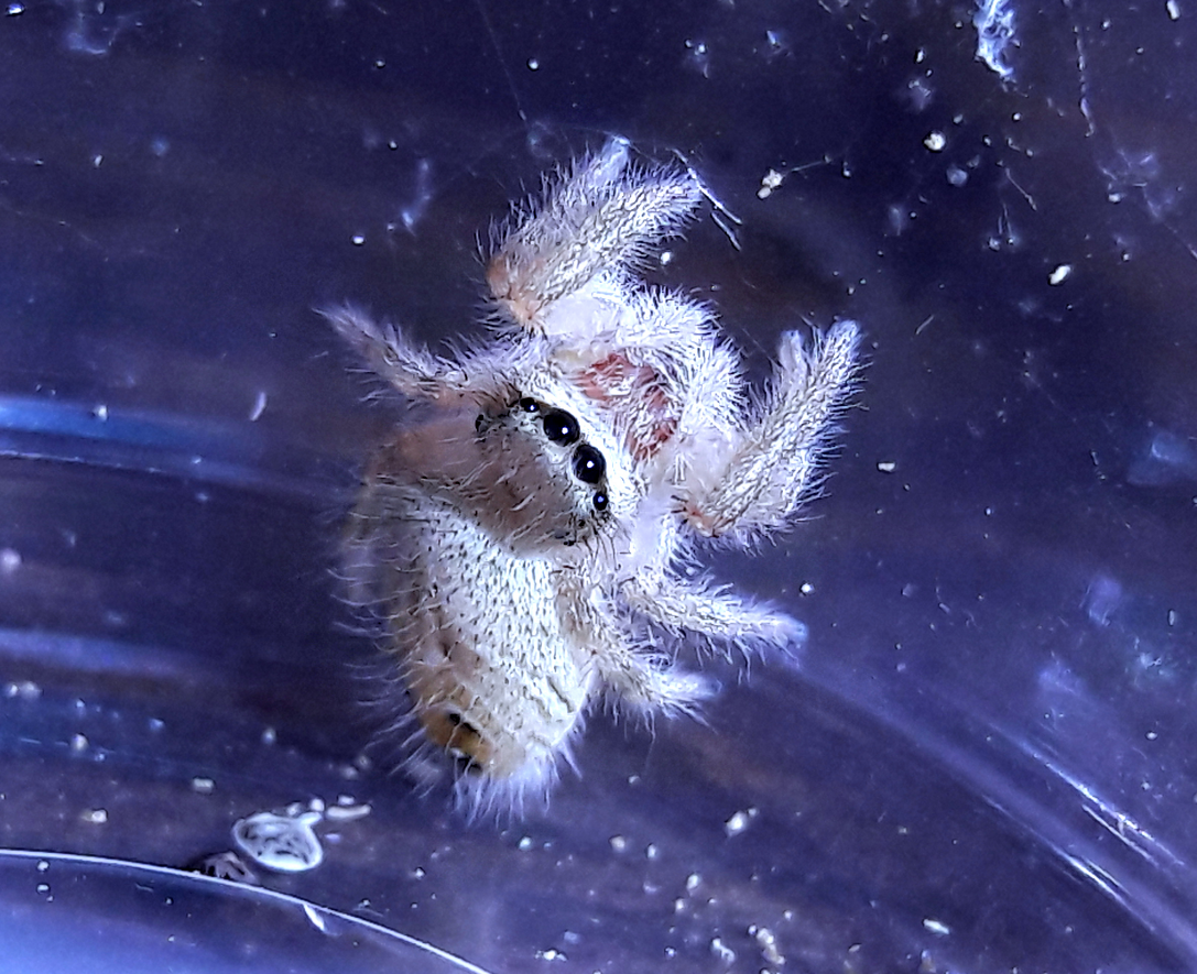 Phidippus tux 'white'