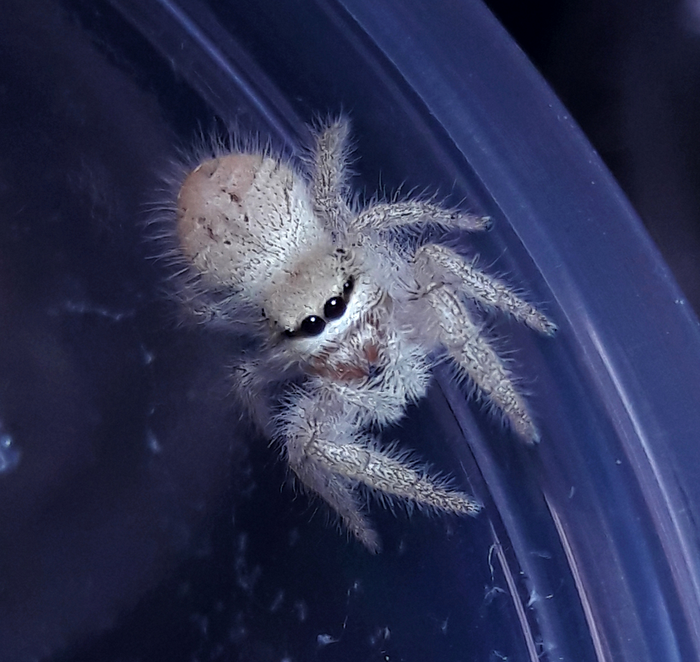 Phidippus tux