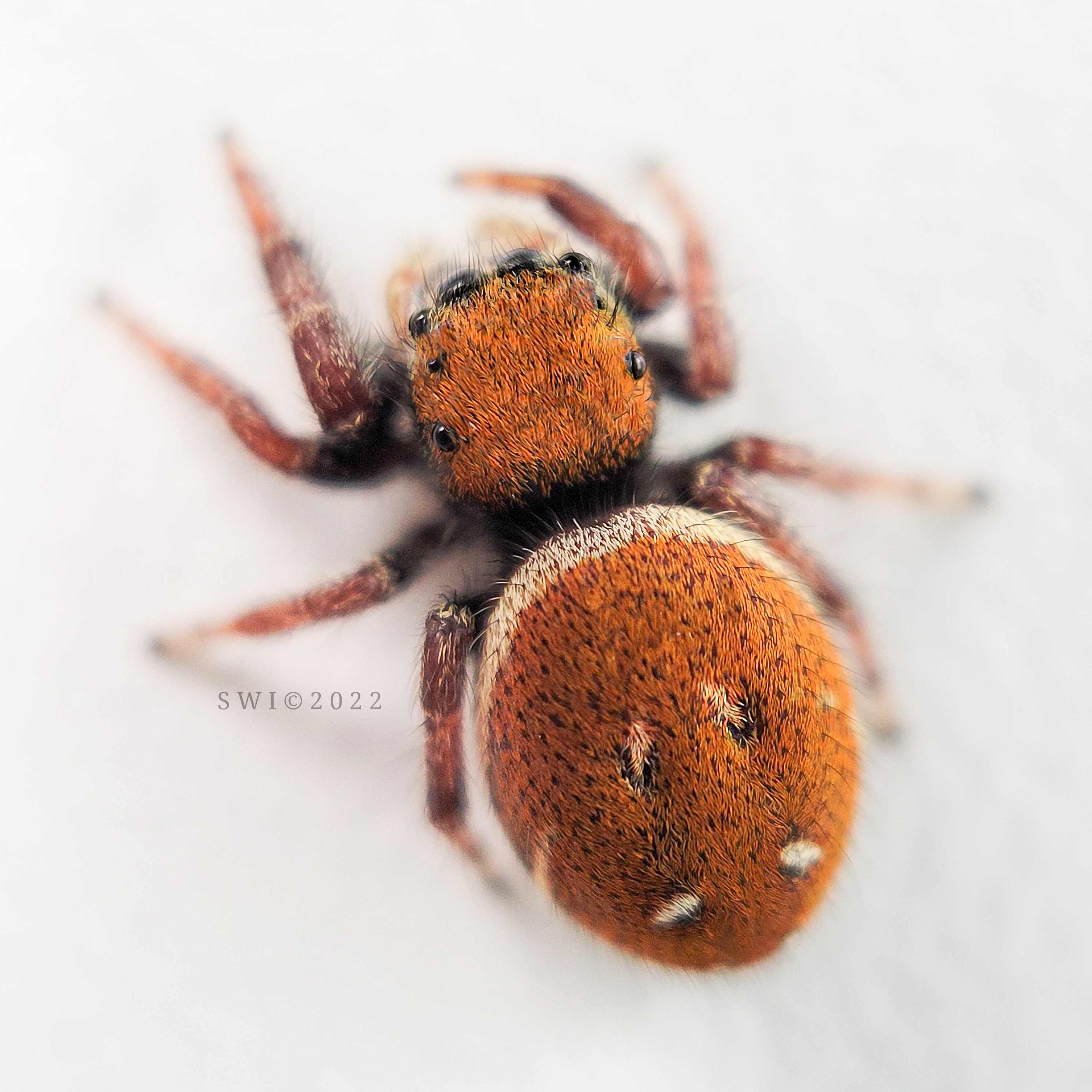 Phidippus whitmani female