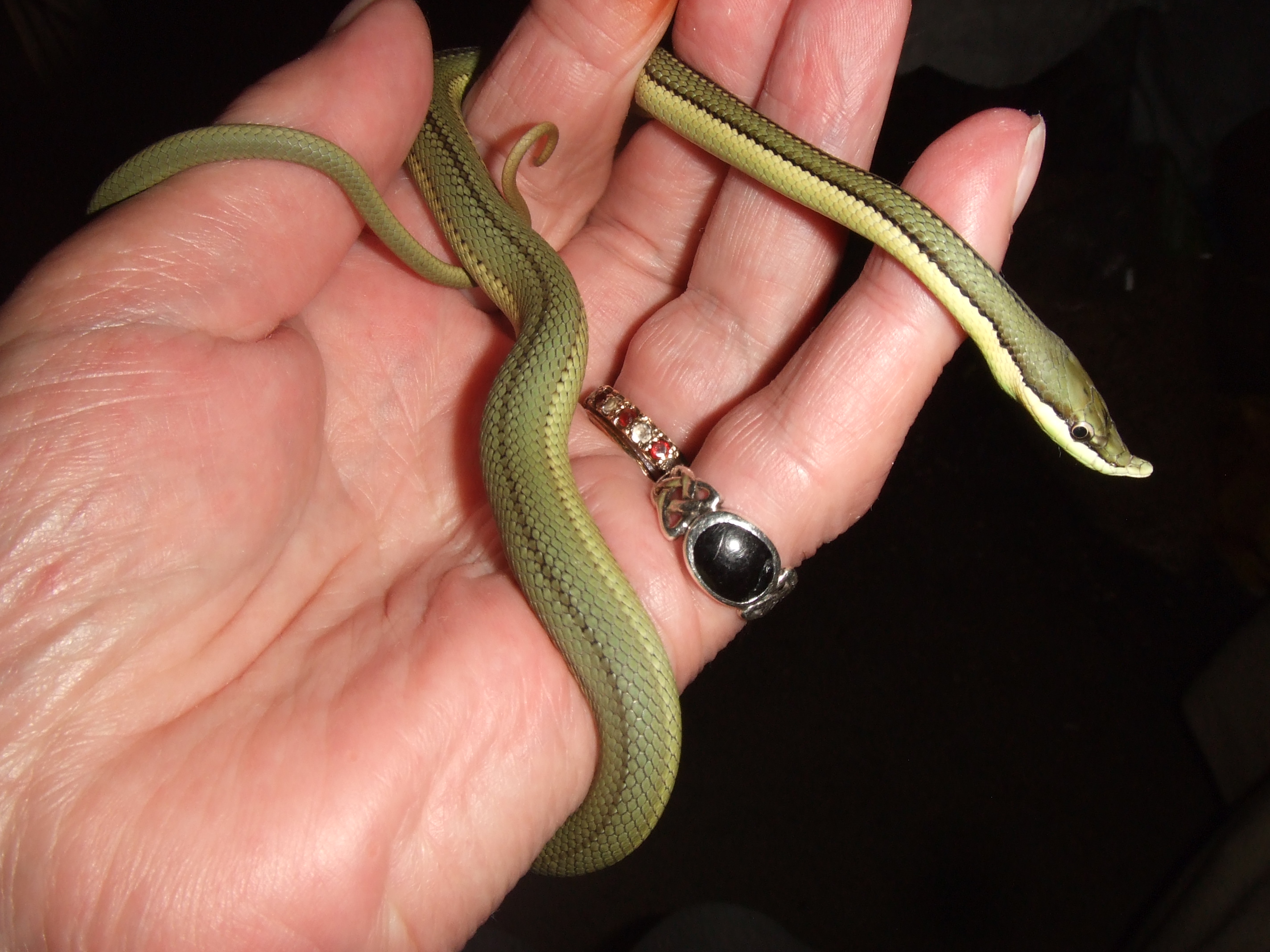 Philiodryas Baroni - Larch