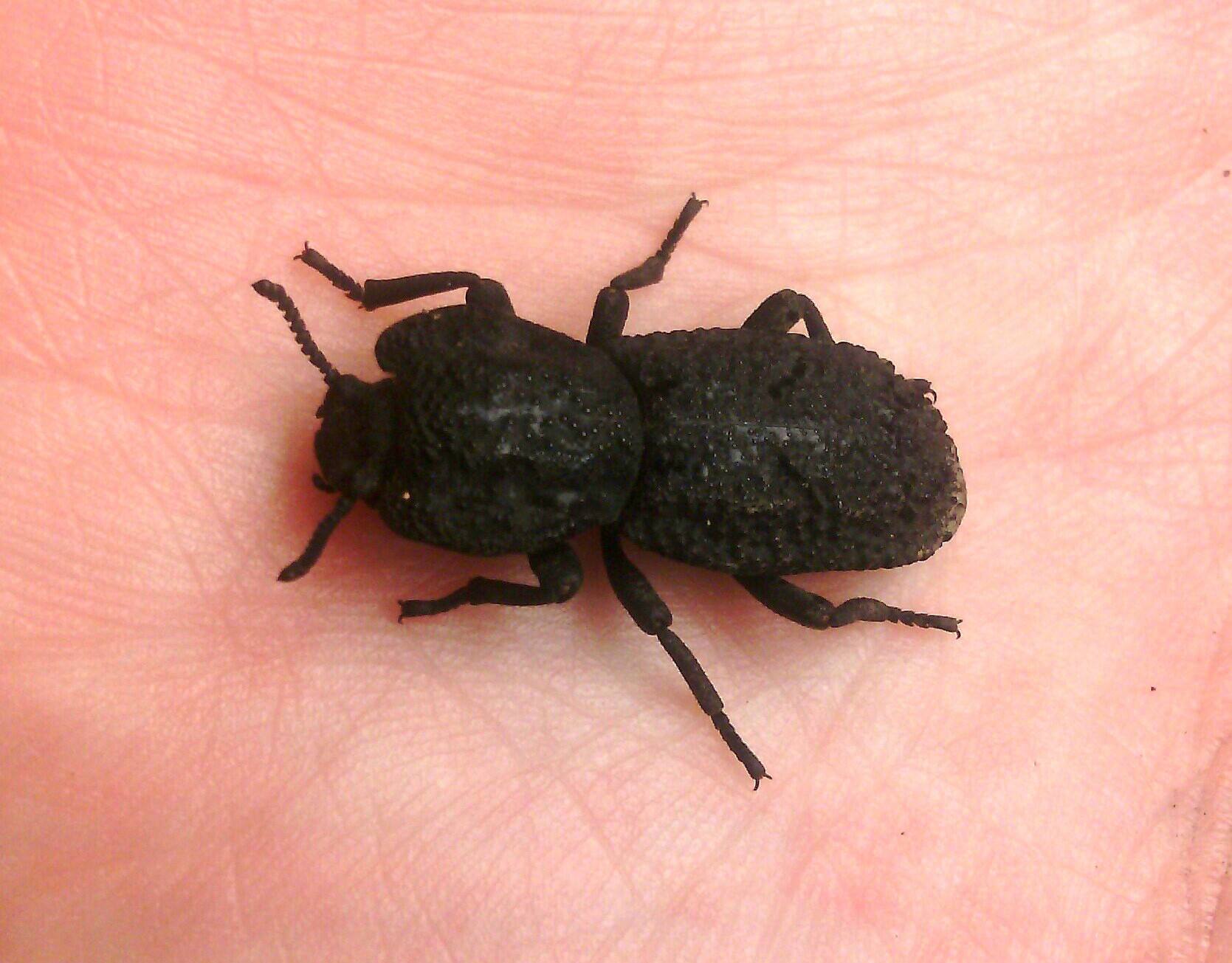 Phloeodes diabolicus 'Diabolical ironclad beetle'