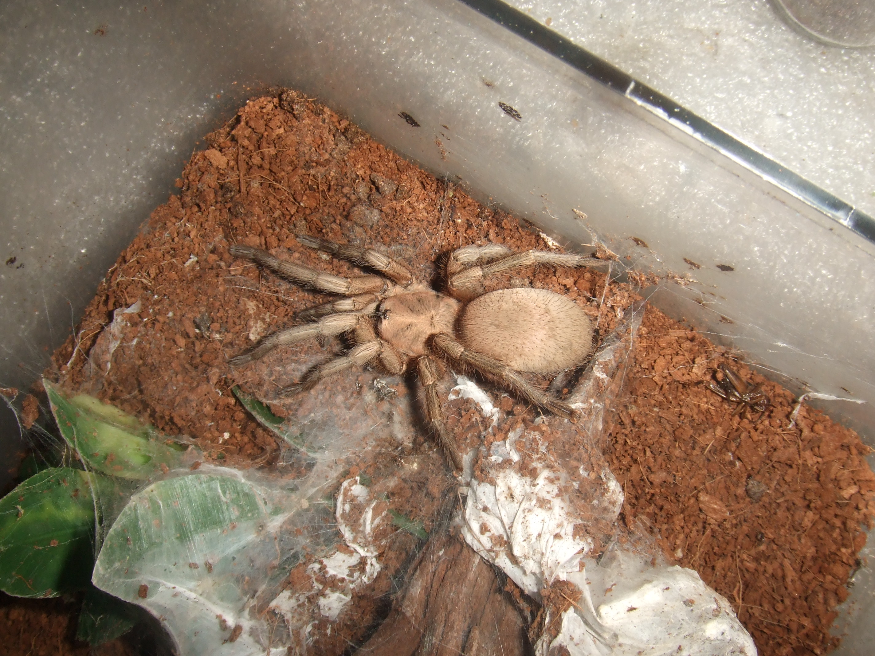 Phlogiellus sp. baeri - Data