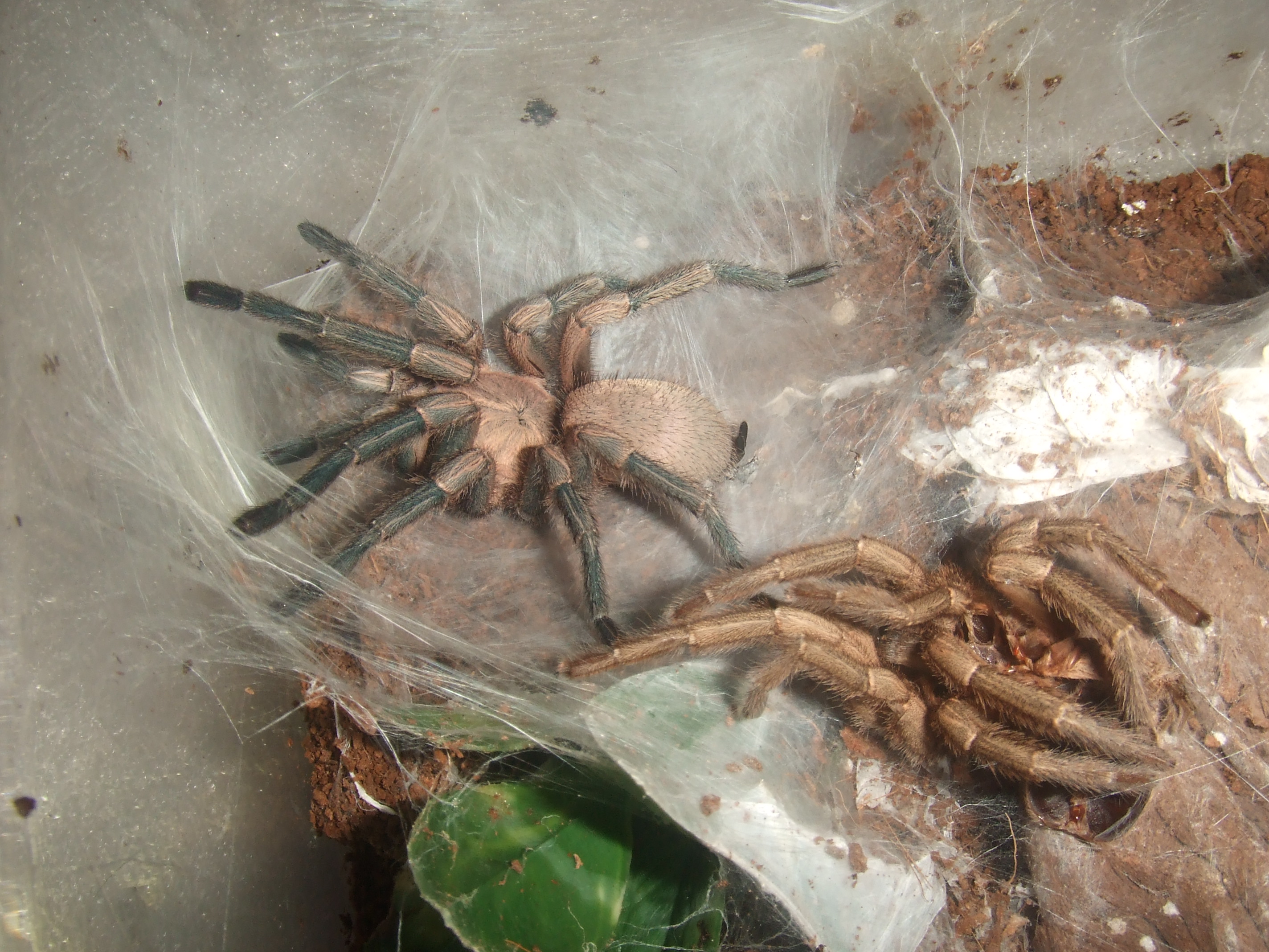 Phlogiellus sp. baeri  - Data