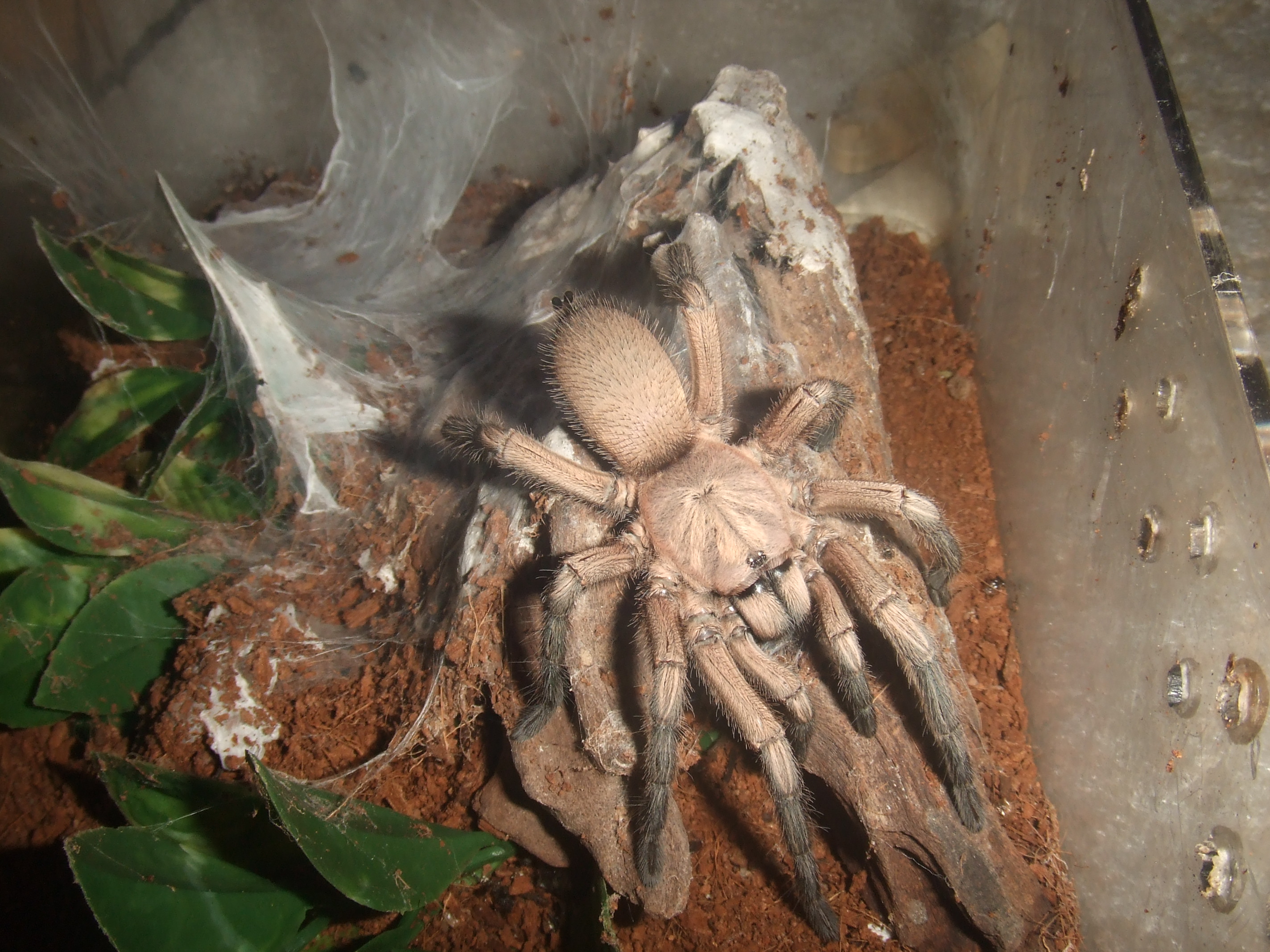 Phlogiellus sp. baeri - Data