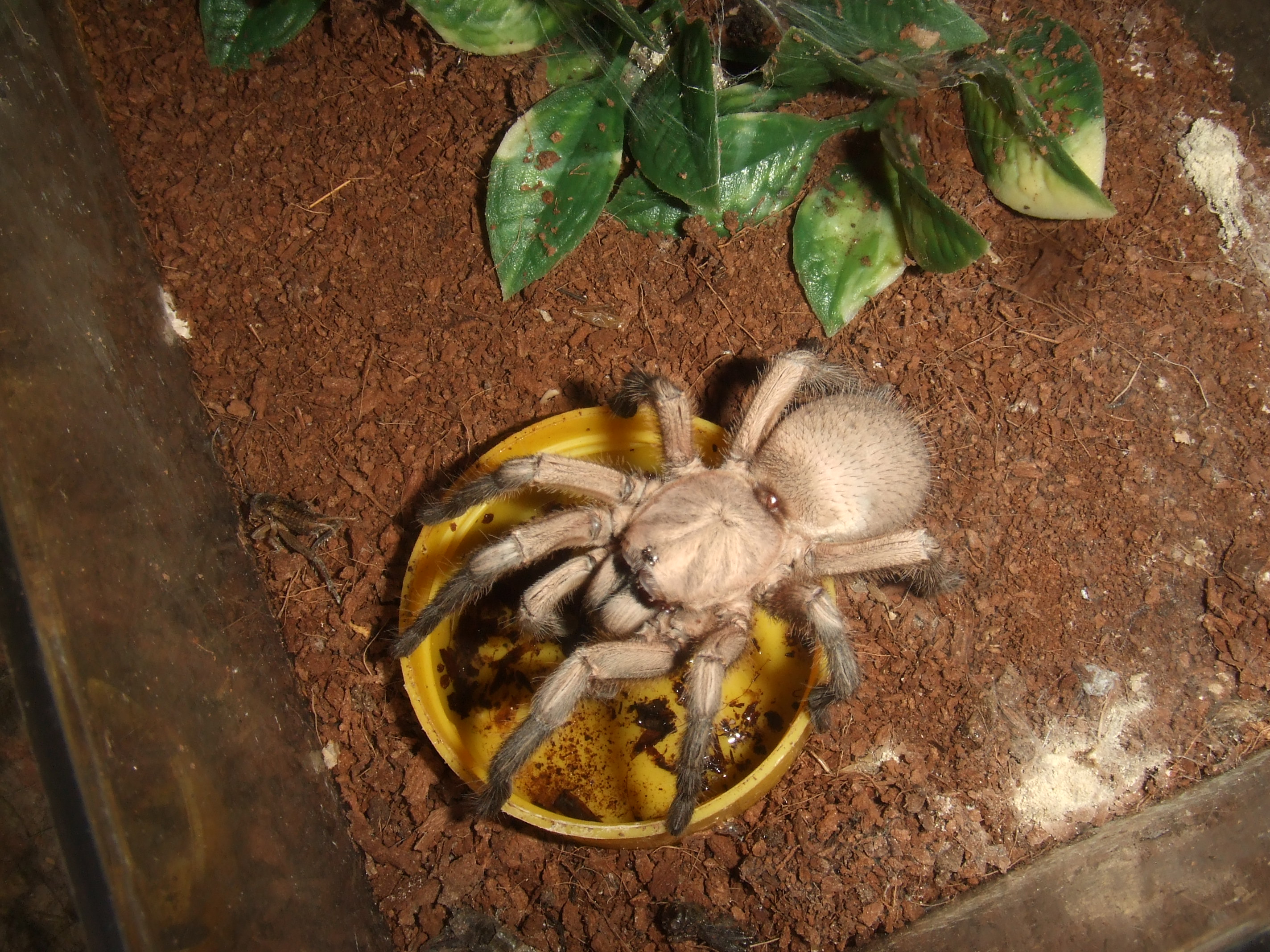 Phlogiellus sp. Baeri - Data