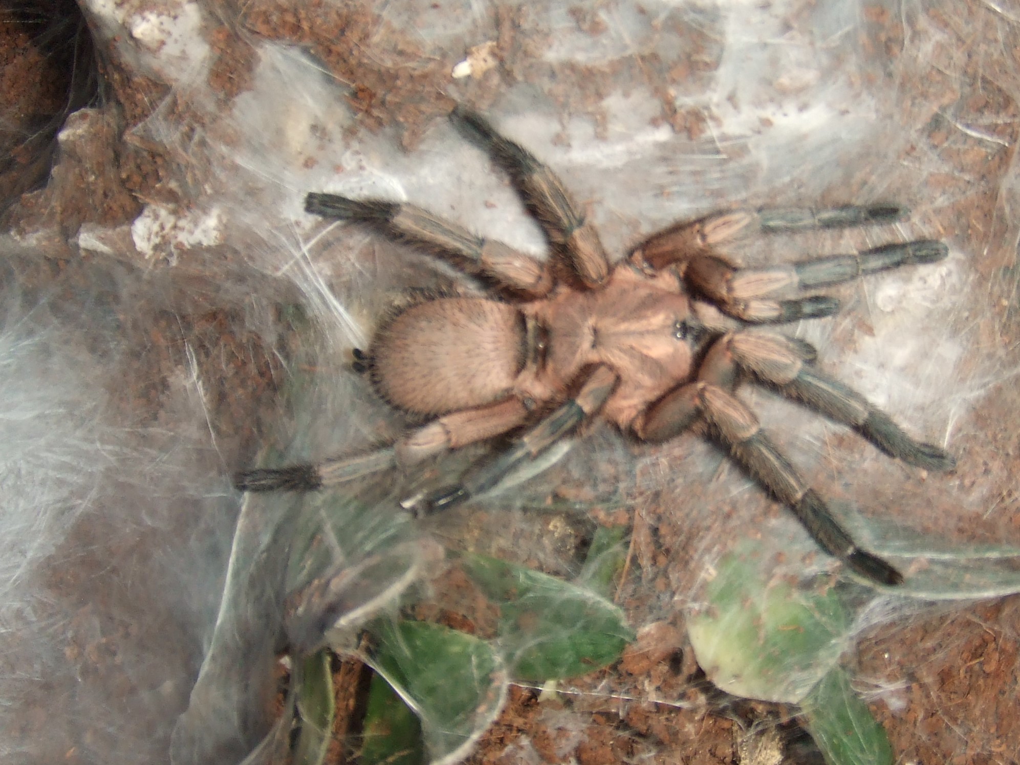 Phlogiellus sp. Baeri - Data