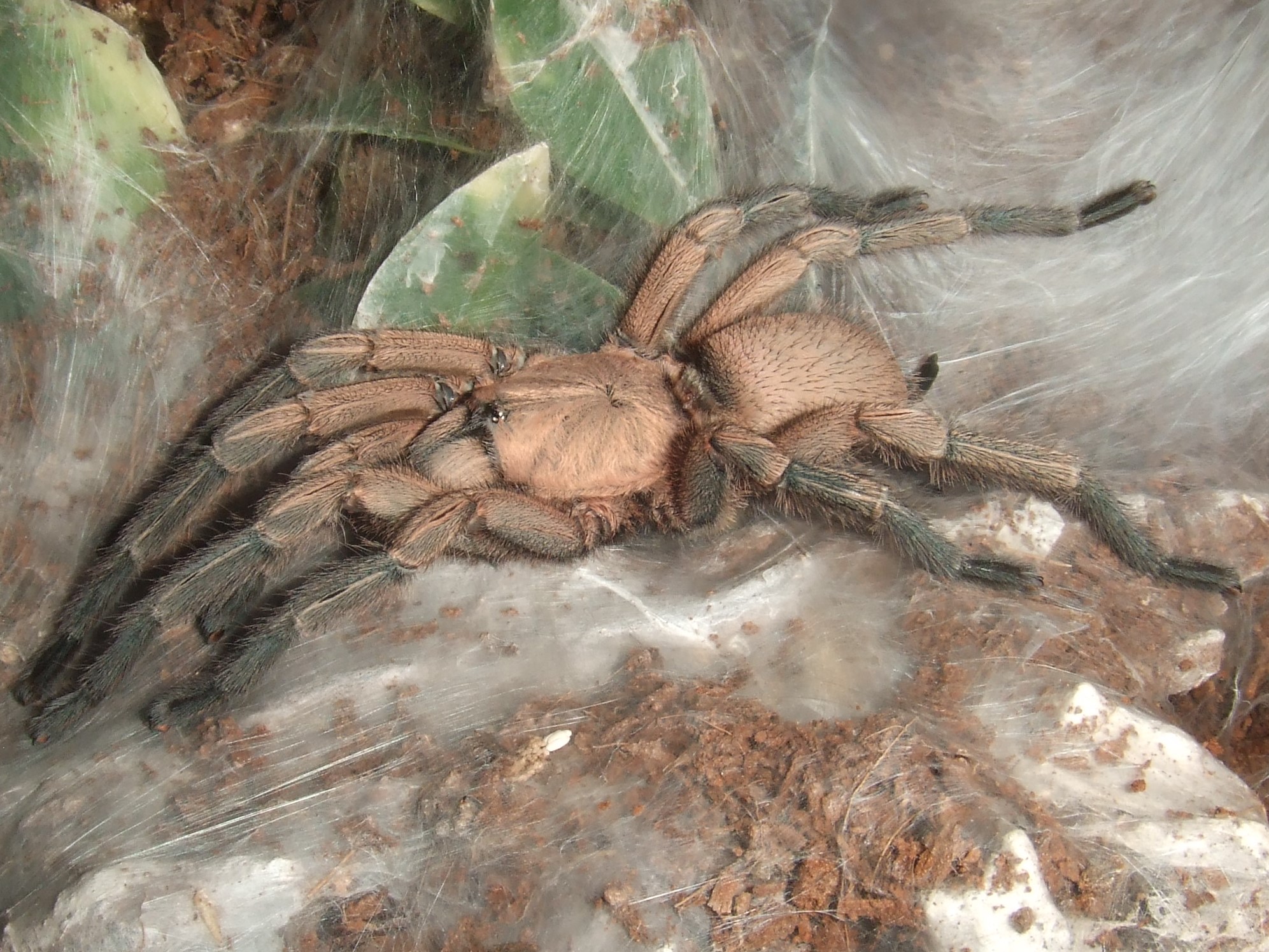 Phlogiellus sp. Baeri - Data