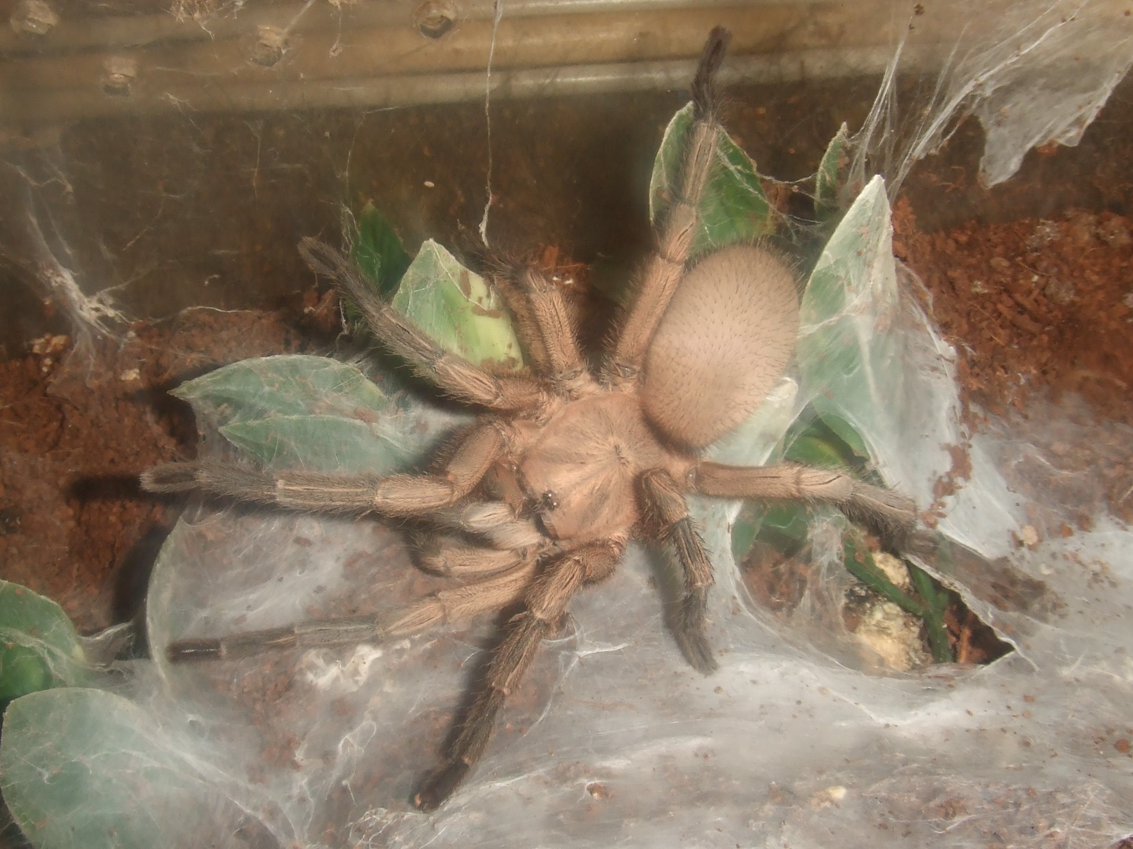 Phlogiellus sp. Baeri - Data