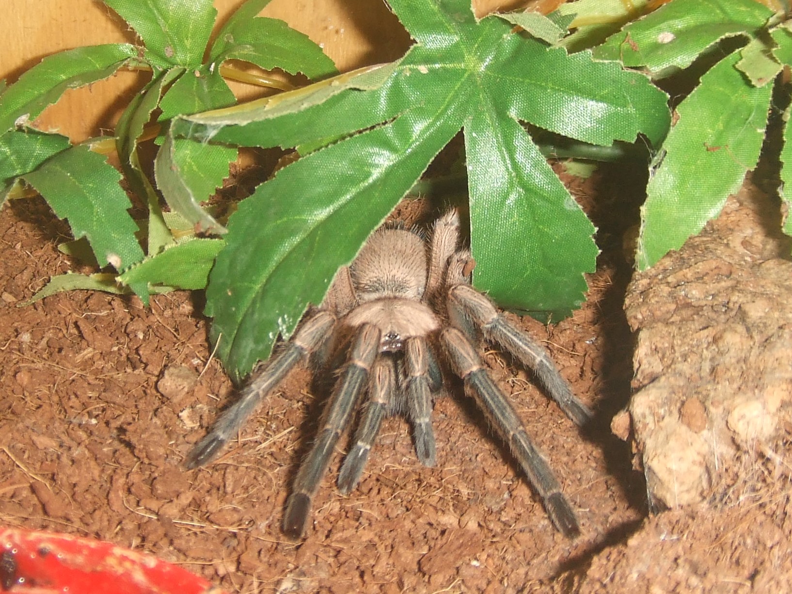 Phlogiellus sp. Baeri - Data