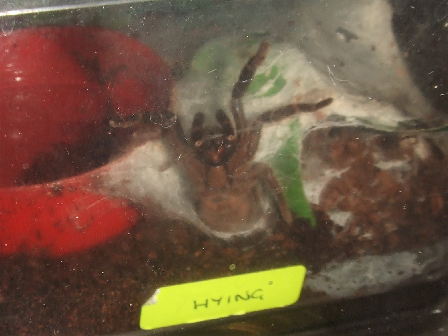 Phlogiellus sp. Khao sok (AF) - Hying