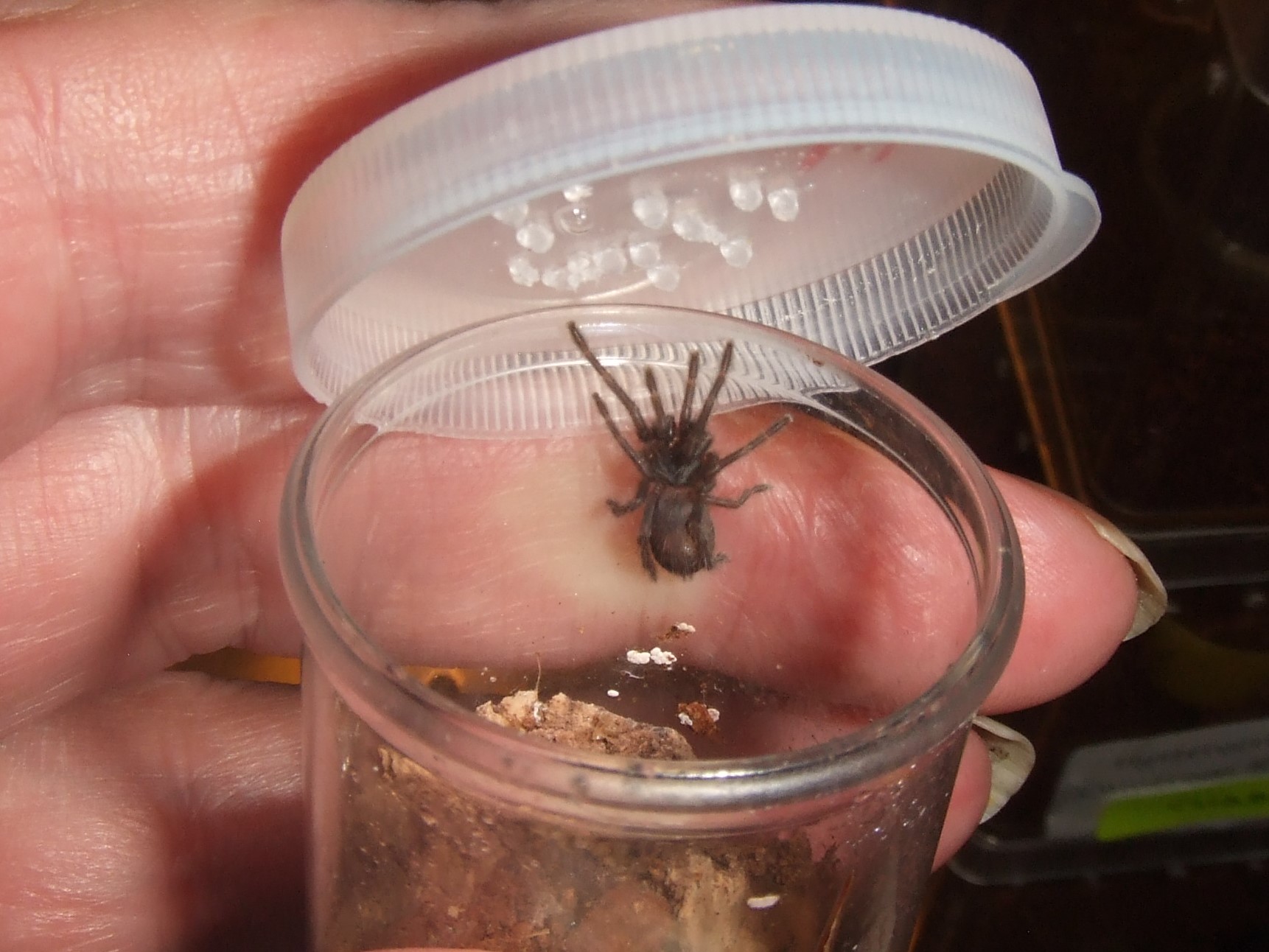 Phlogiellus sp palawan - Roxas