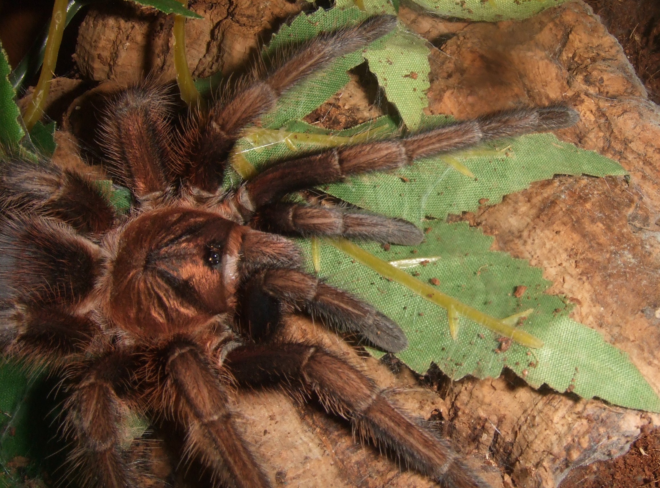 Phormictopus atrichomatus - Amapa