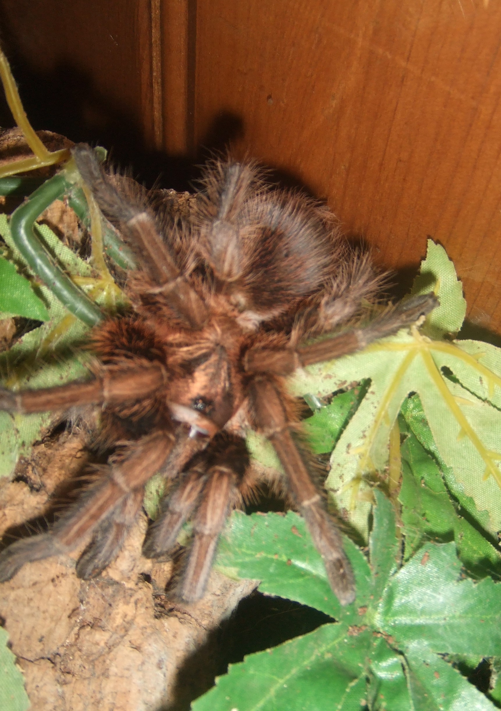 Phormictopus atrichomatus - Amapa